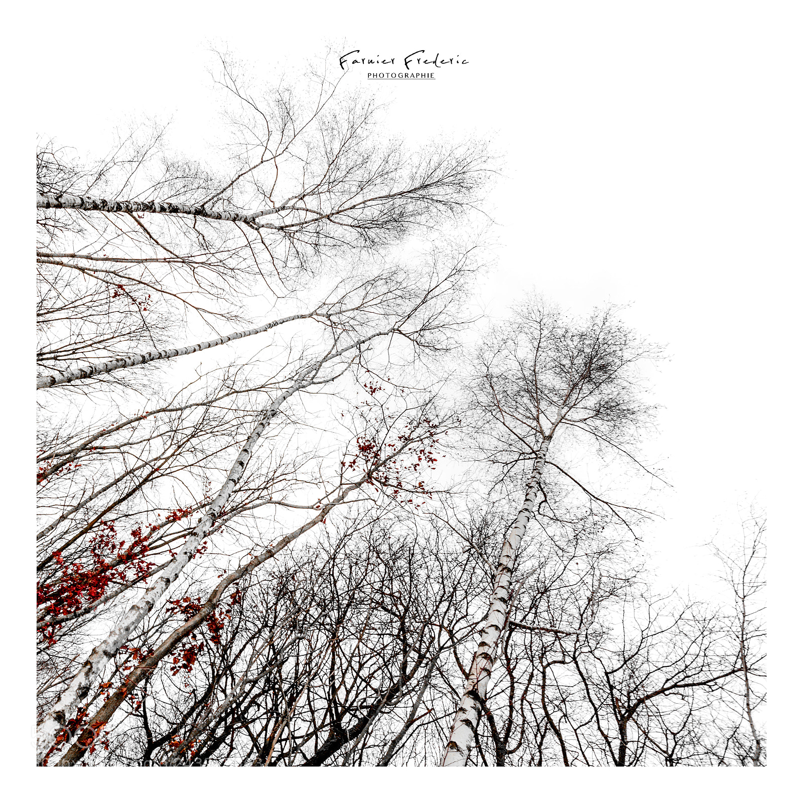 Nikon D7100 sample photo. Forest photography