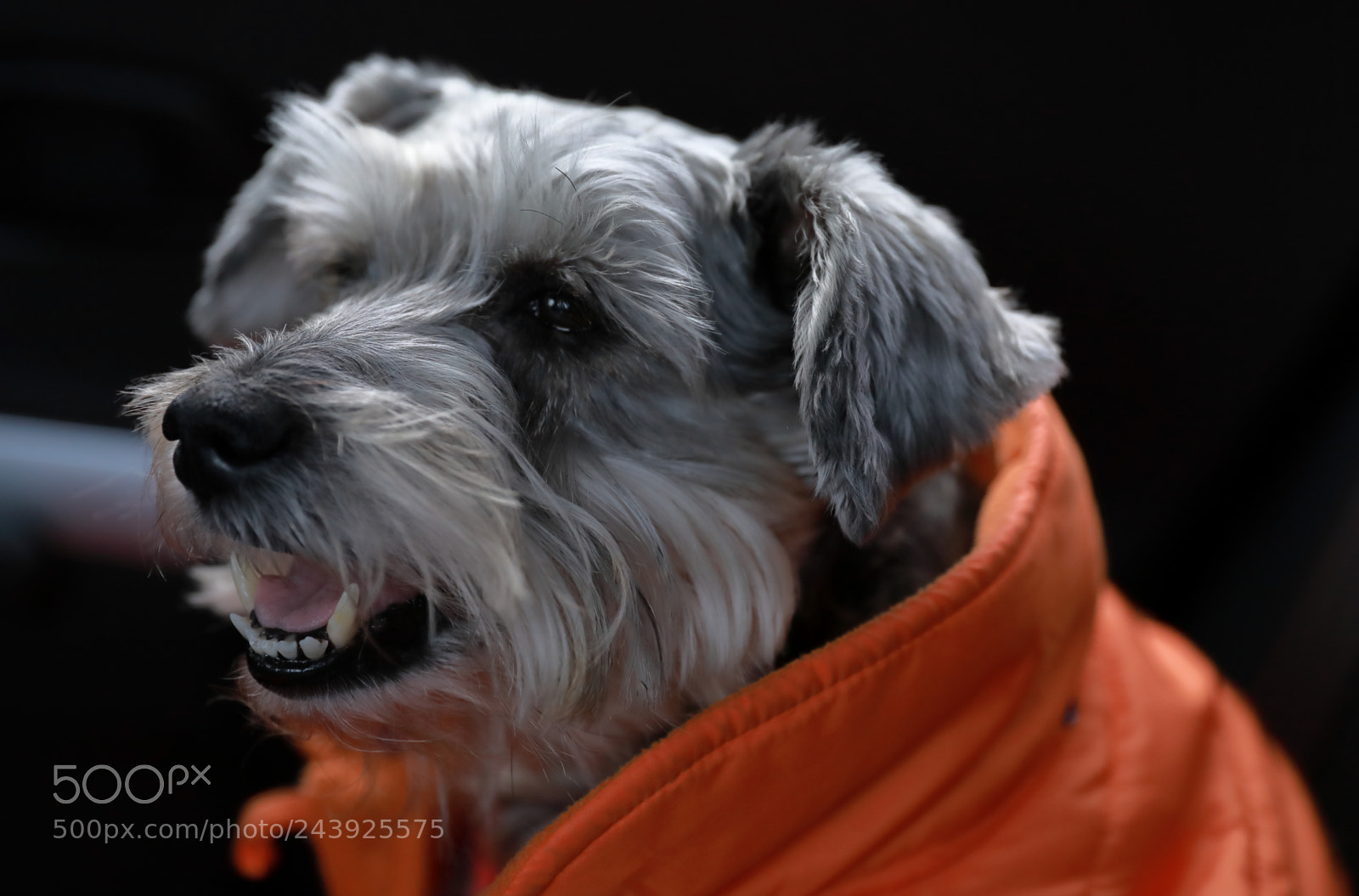 Canon EF 24-70mm F2.8L II USM sample photo. ,mel1 photography