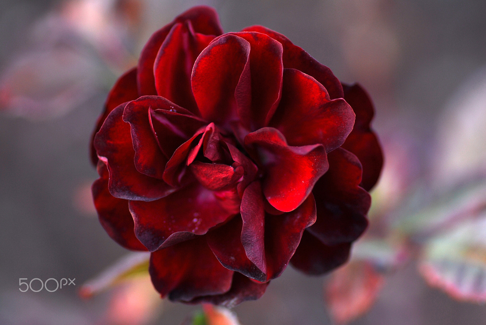Nikon D200 sample photo. The last rose photography
