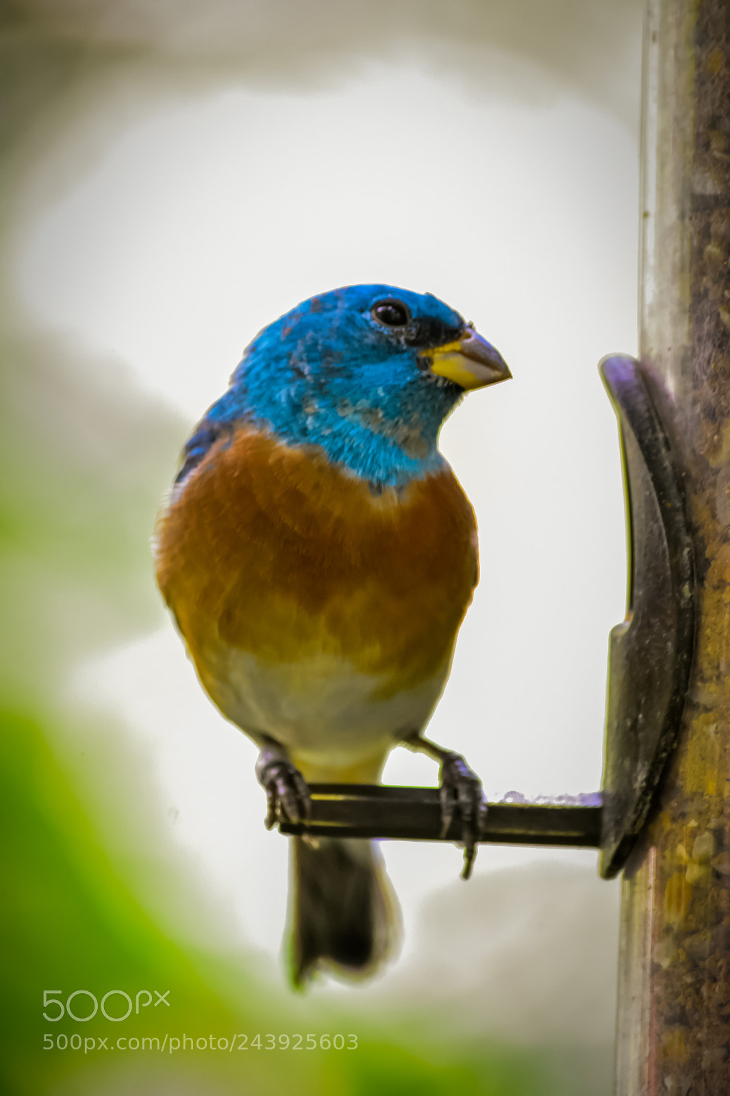 Nikon D7200 sample photo. Bird photography
