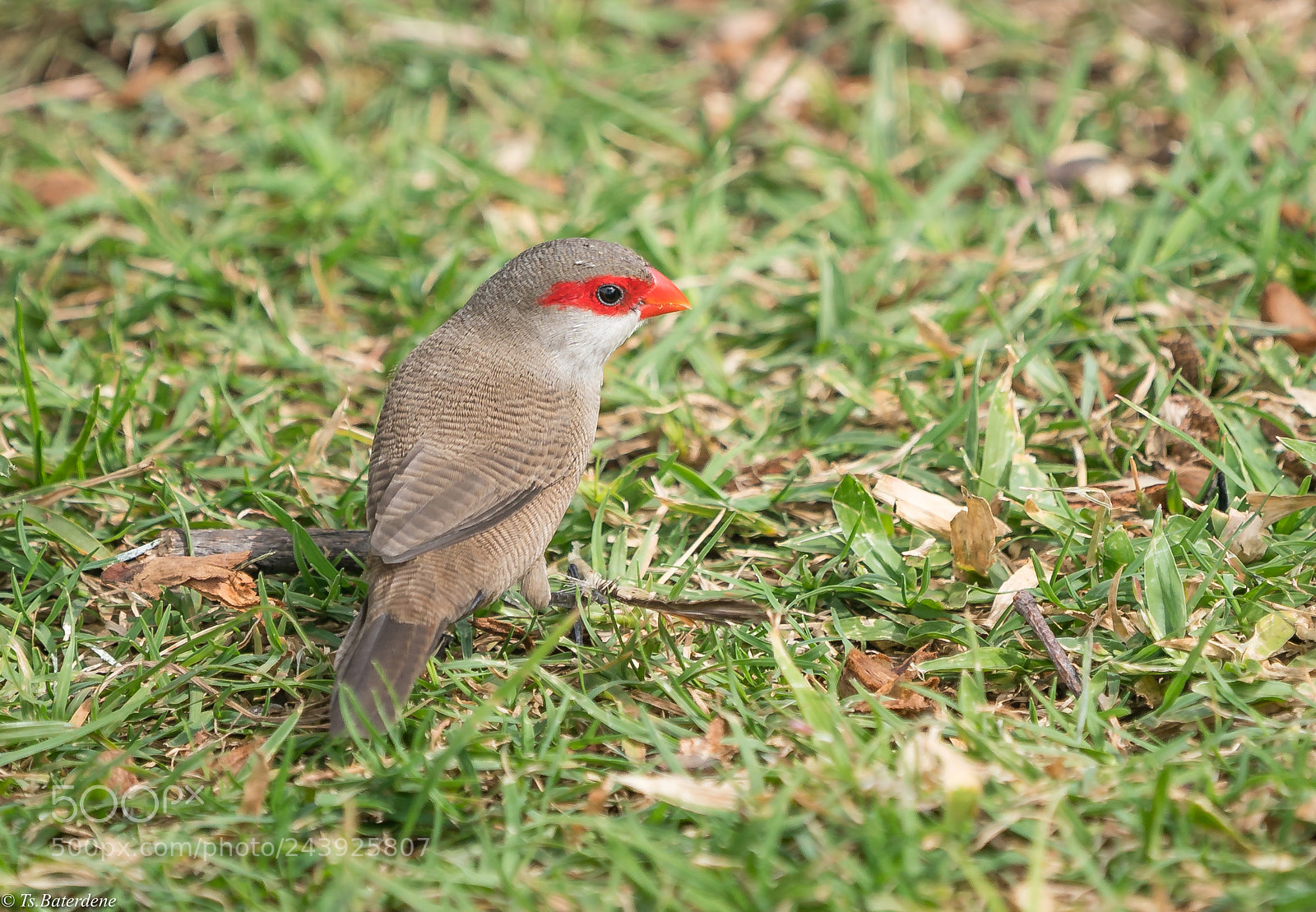 Sony a9 sample photo. Small bird of hawai photography