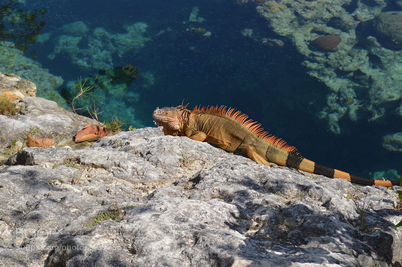 Nikon D3200 sample photo. Reptiles of the islands photography