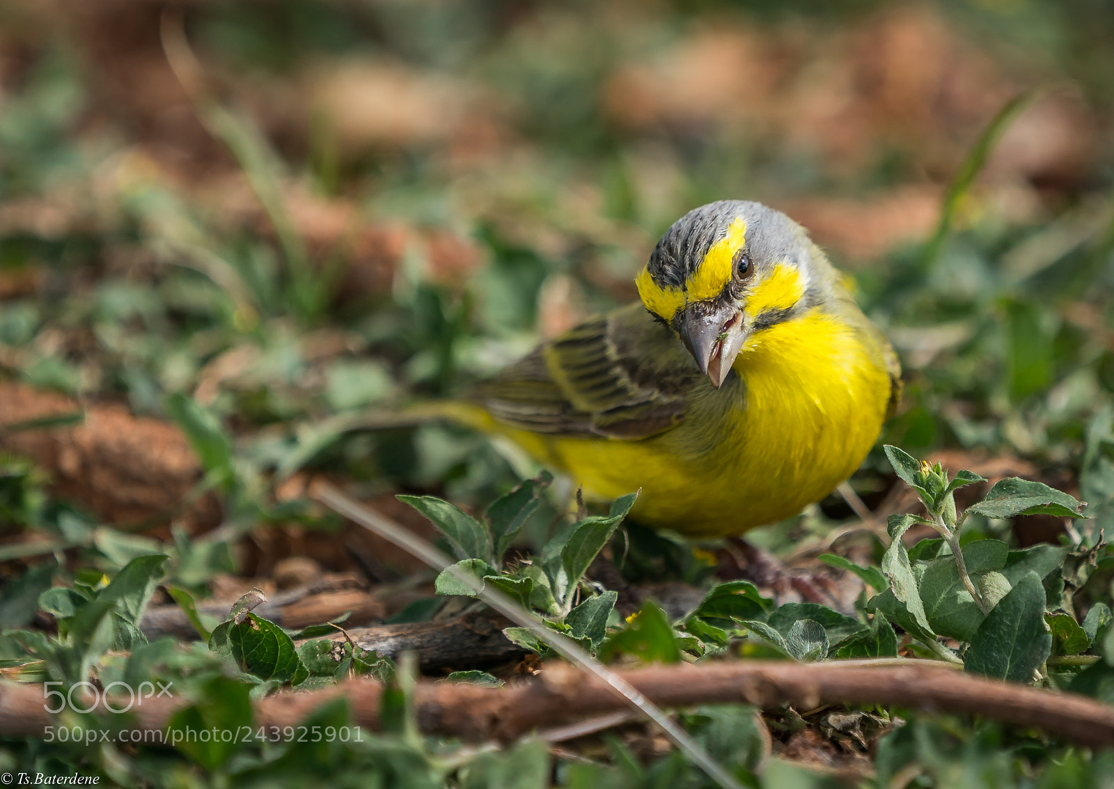 Sony a9 sample photo. Small bird of hawai photography