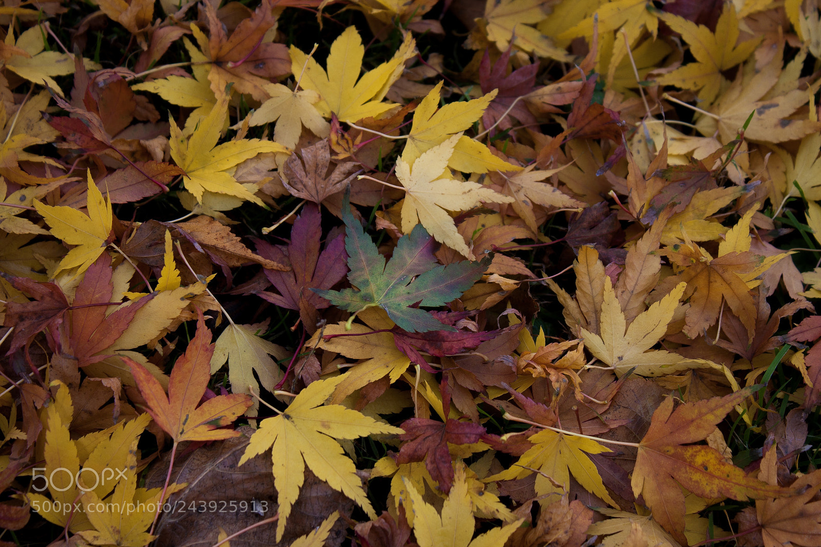 Canon EOS 40D sample photo. Autumn colours... photography