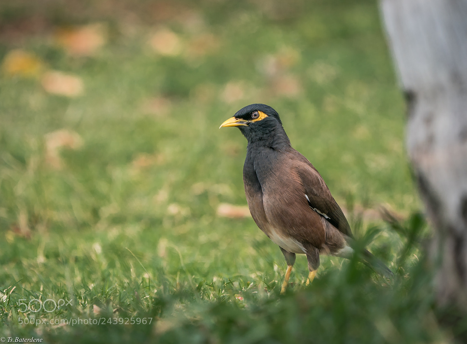 Sony a9 sample photo. Bird of hawai photography