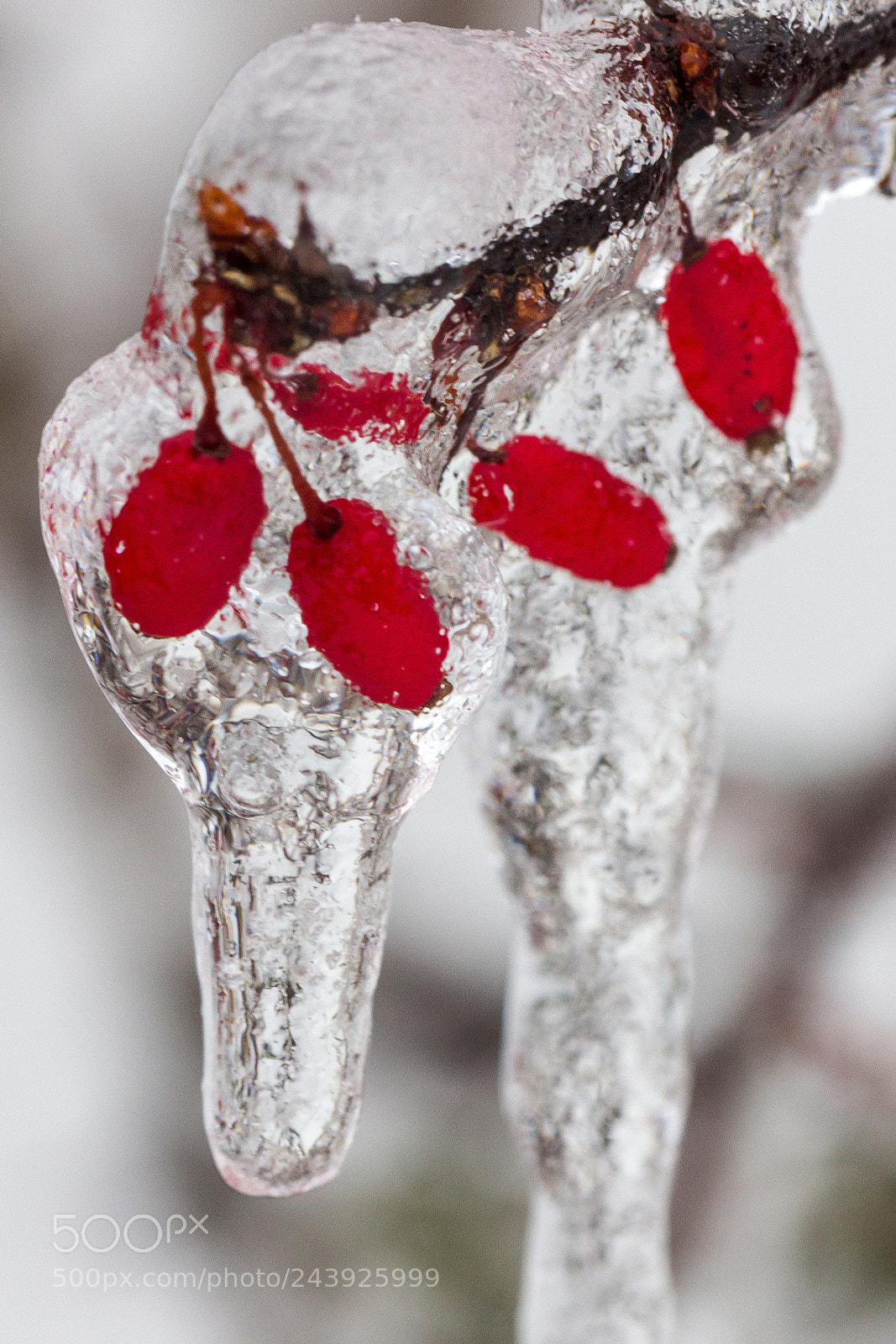 Canon EOS 60D sample photo. Frozen photography