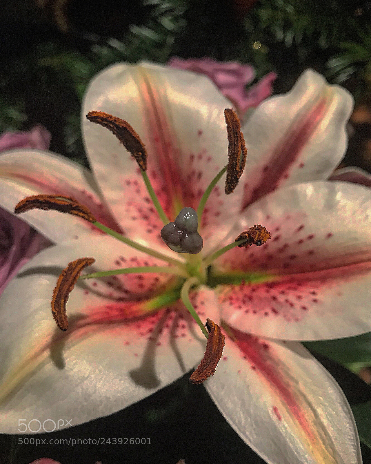 Apple iPhone 7 sample photo. Floral biology photography