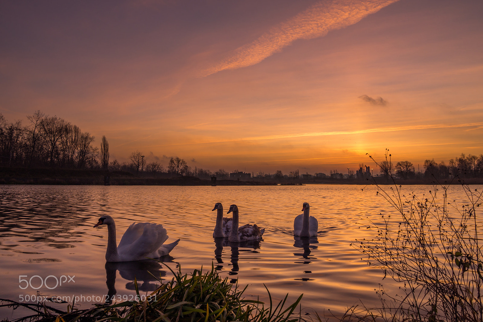 Olympus OM-D E-M10 II sample photo. Four swans photography