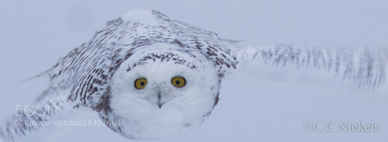 Canon EOS 60D sample photo. Snowy in flight photography