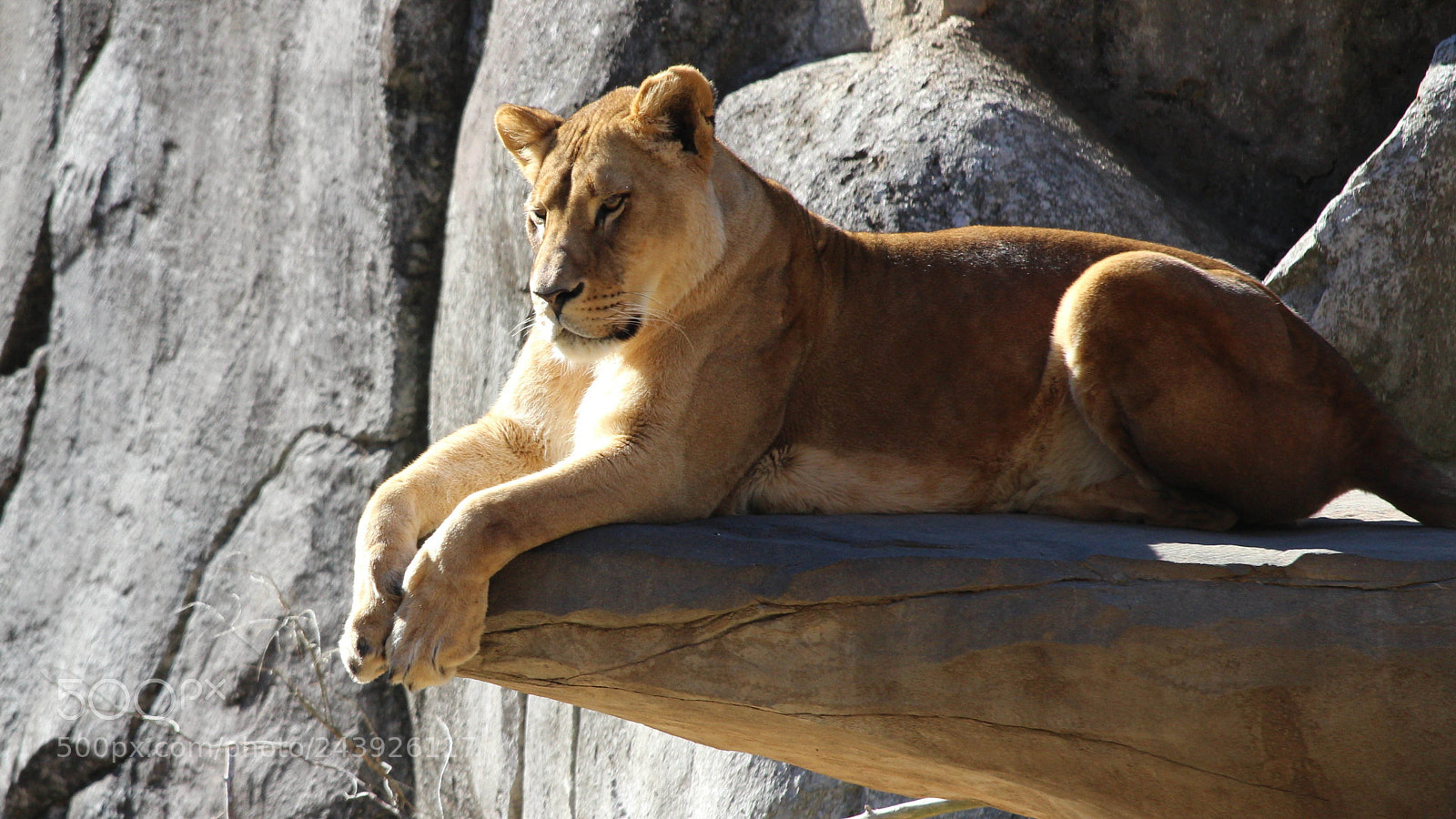 Canon EOS 1200D (EOS Rebel T5 / EOS Kiss X70 / EOS Hi) sample photo. Serious mama lion photography