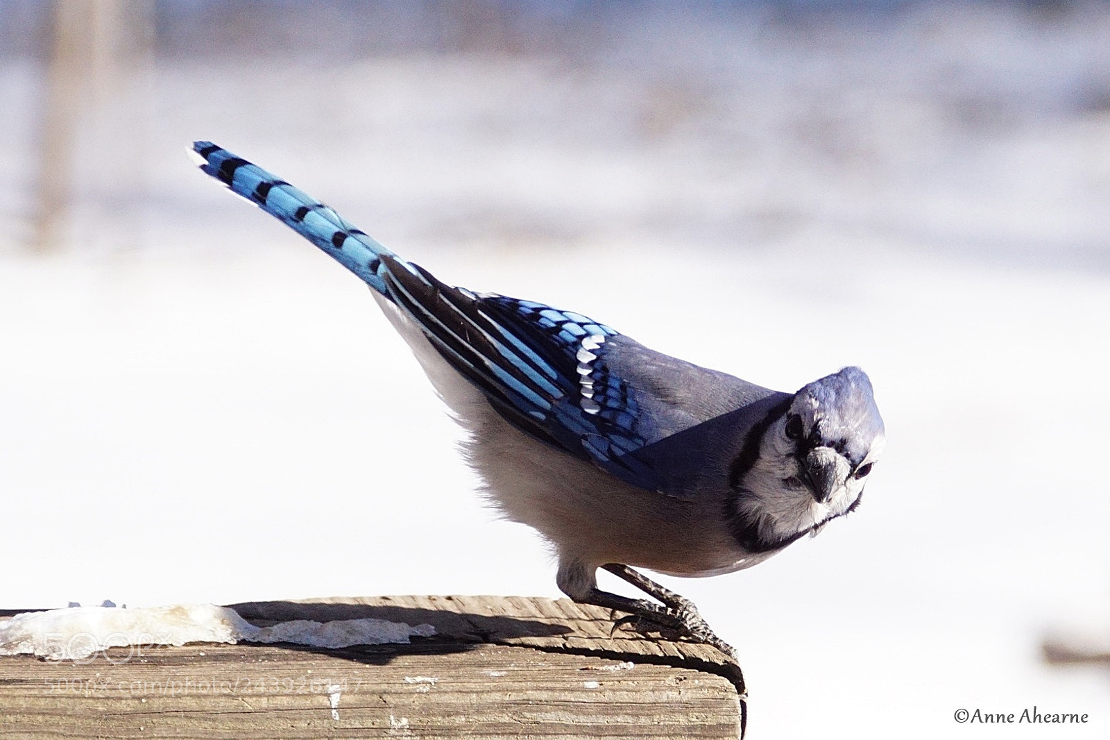 Sony ILCA-77M2 sample photo. Blue jay photography