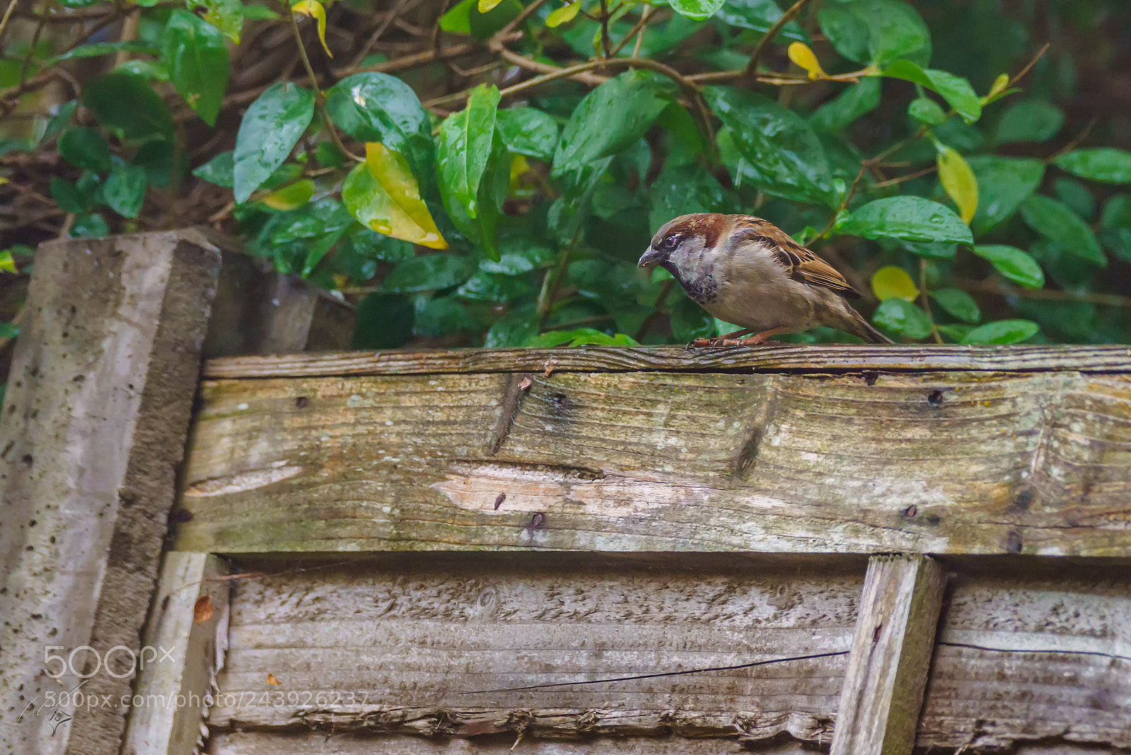 Sony a7R II sample photo. Sparrow jan photography