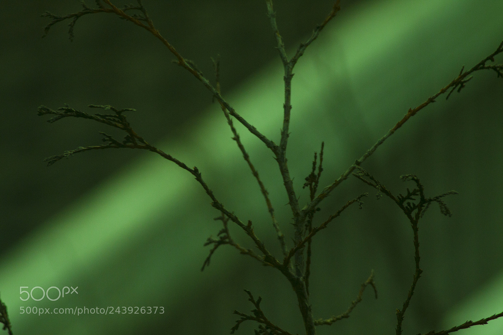 Canon EOS 50D sample photo. A green misterious search photography