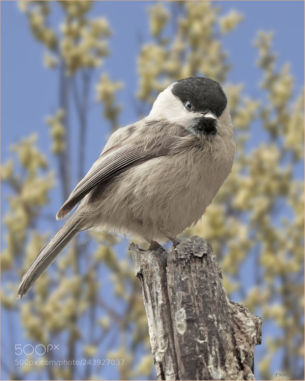 Sony ILCA-77M2 sample photo. Portrait willow tit photography