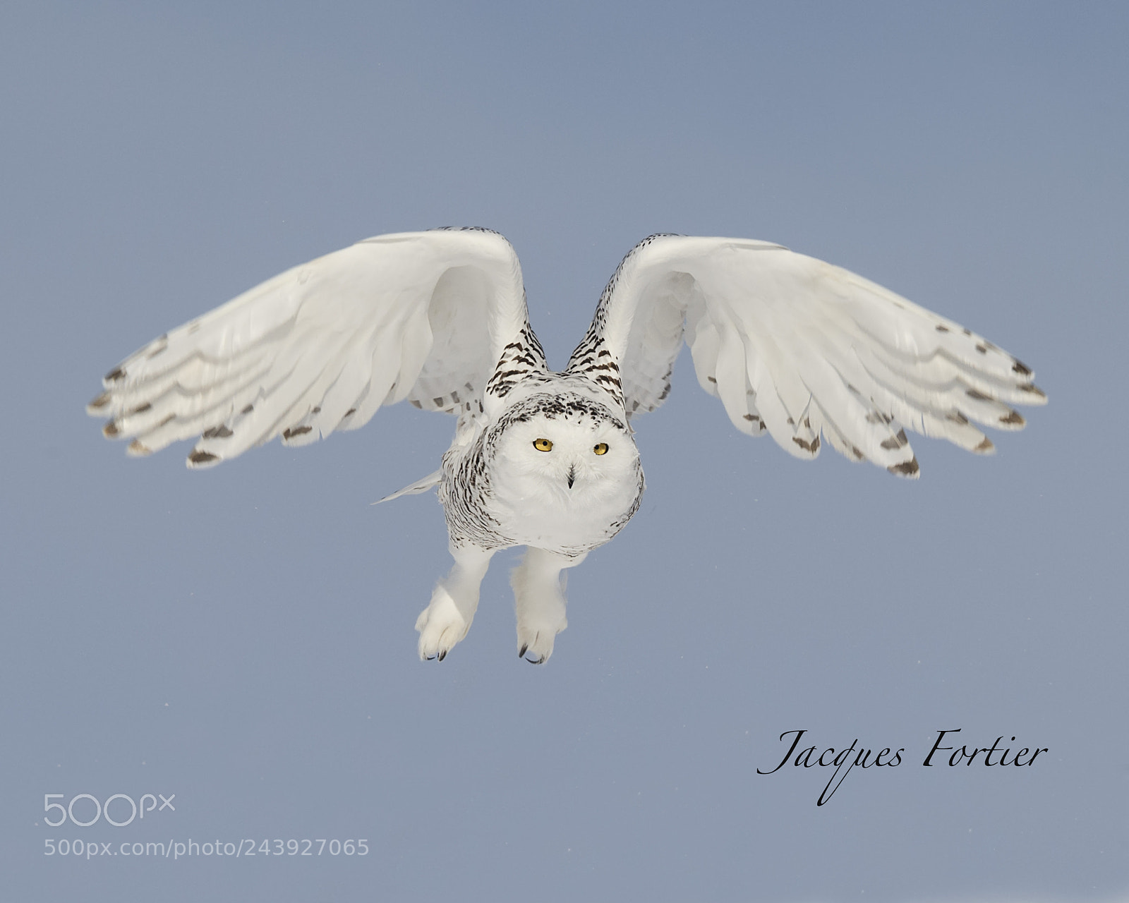 Canon EOS-1D X sample photo. Snowy owl photography