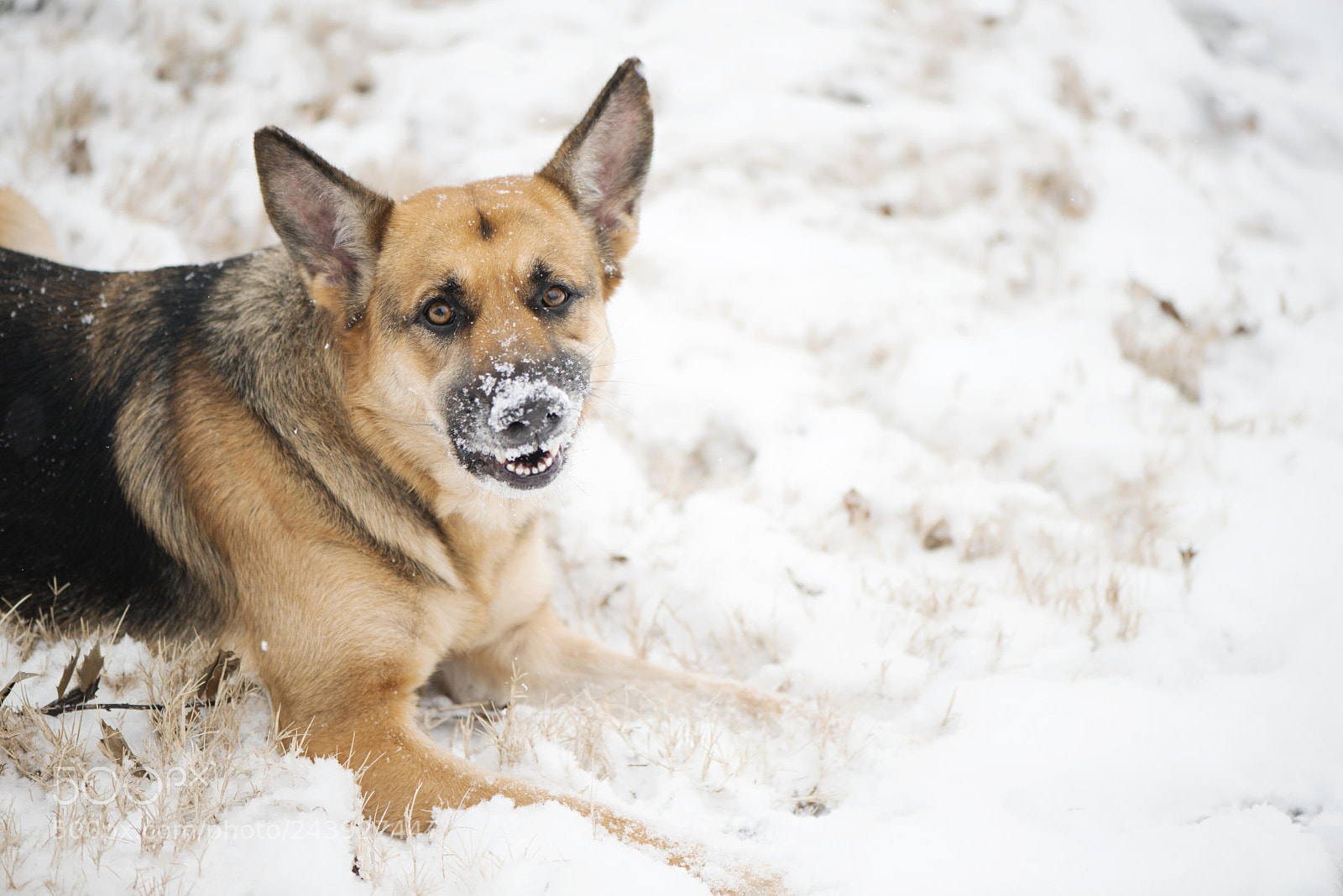 Nikon D800E sample photo. Petra photography