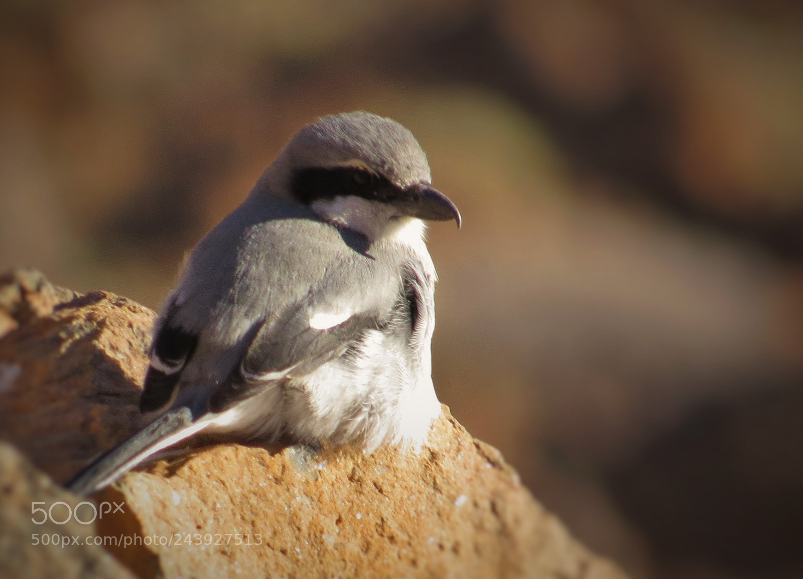 Canon PowerShot SX50 HS sample photo. Little gray bird () photography