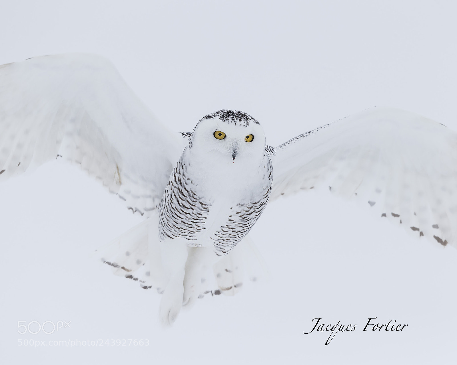 Canon EOS-1D X sample photo. Snowy owl photography