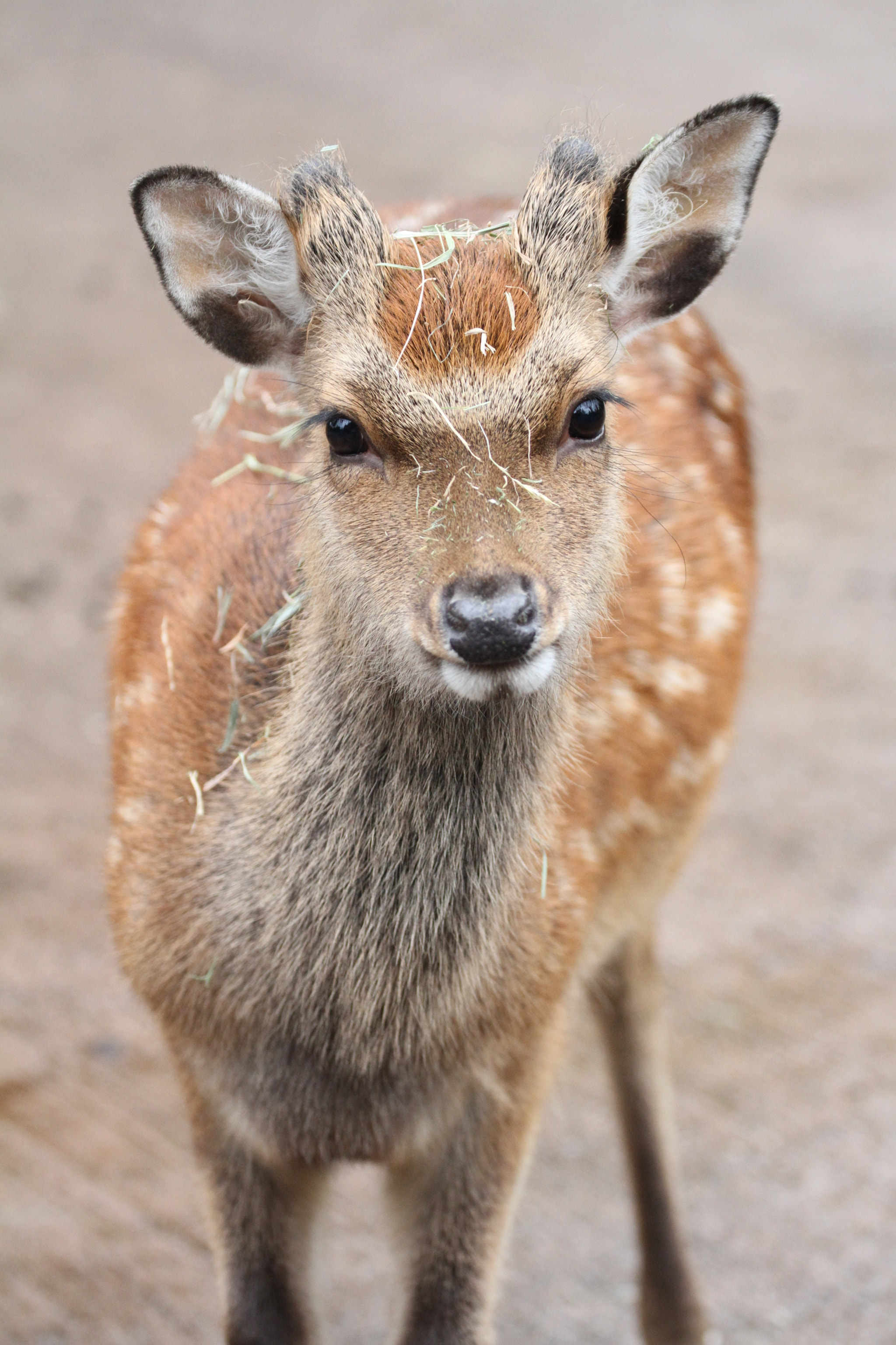 Canon EOS 7D + Canon EF 70-300mm F4-5.6L IS USM sample photo. Stawy deer photography