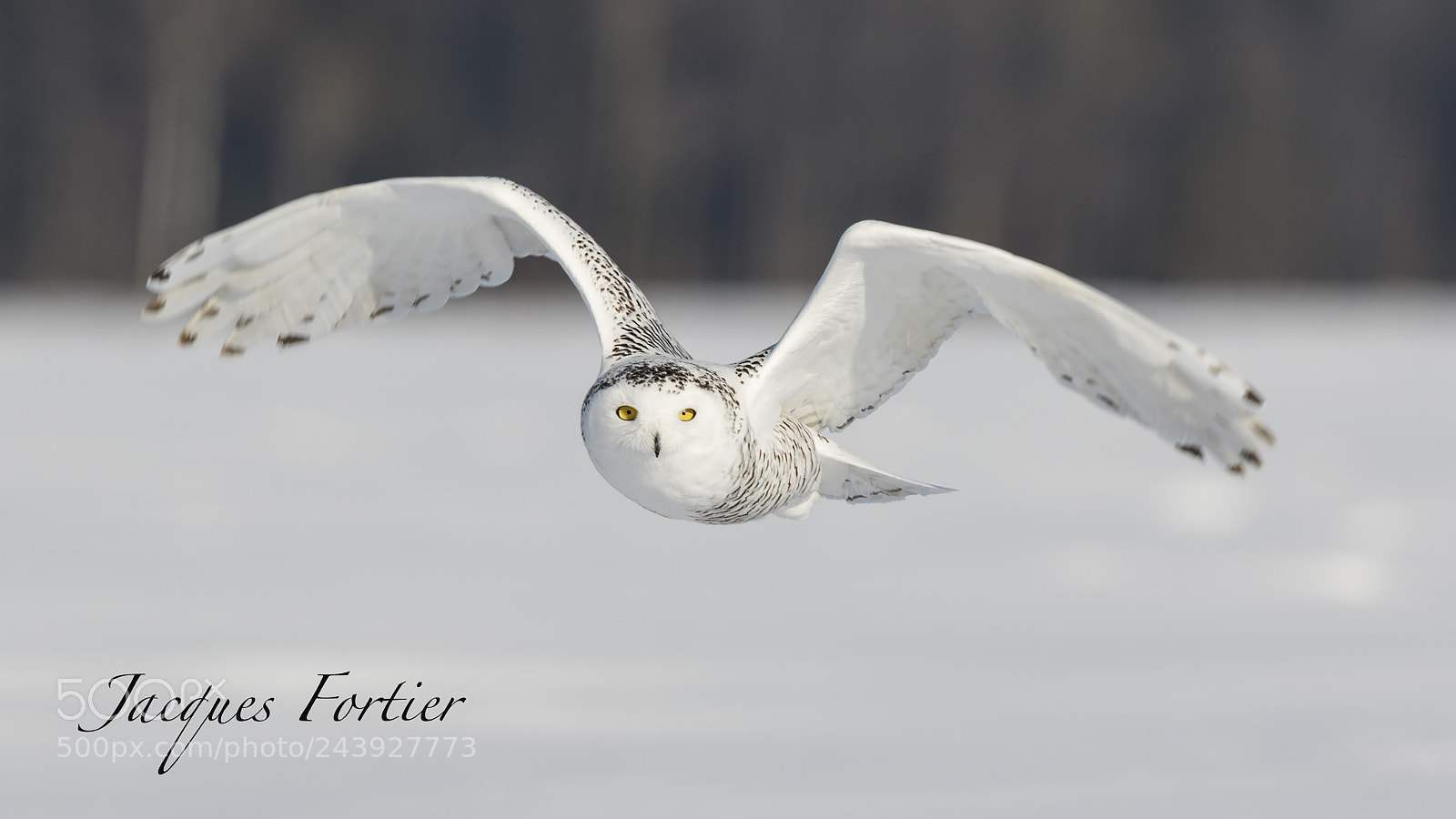 Canon EOS 7D Mark II sample photo. Snowy owl photography