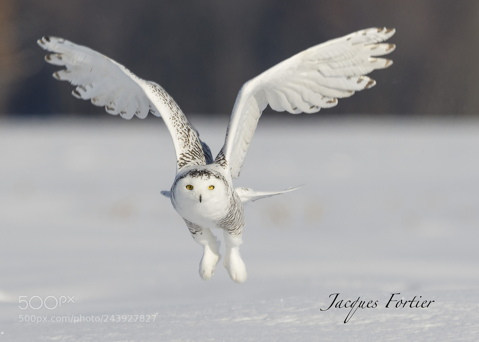 Canon EOS 7D Mark II sample photo. Snowy owl photography