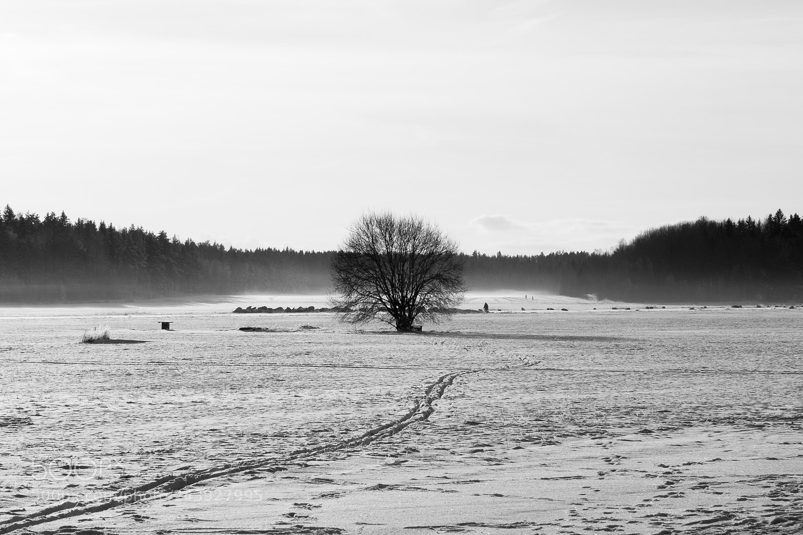 Canon PowerShot G7 X sample photo. That lonely tree photography