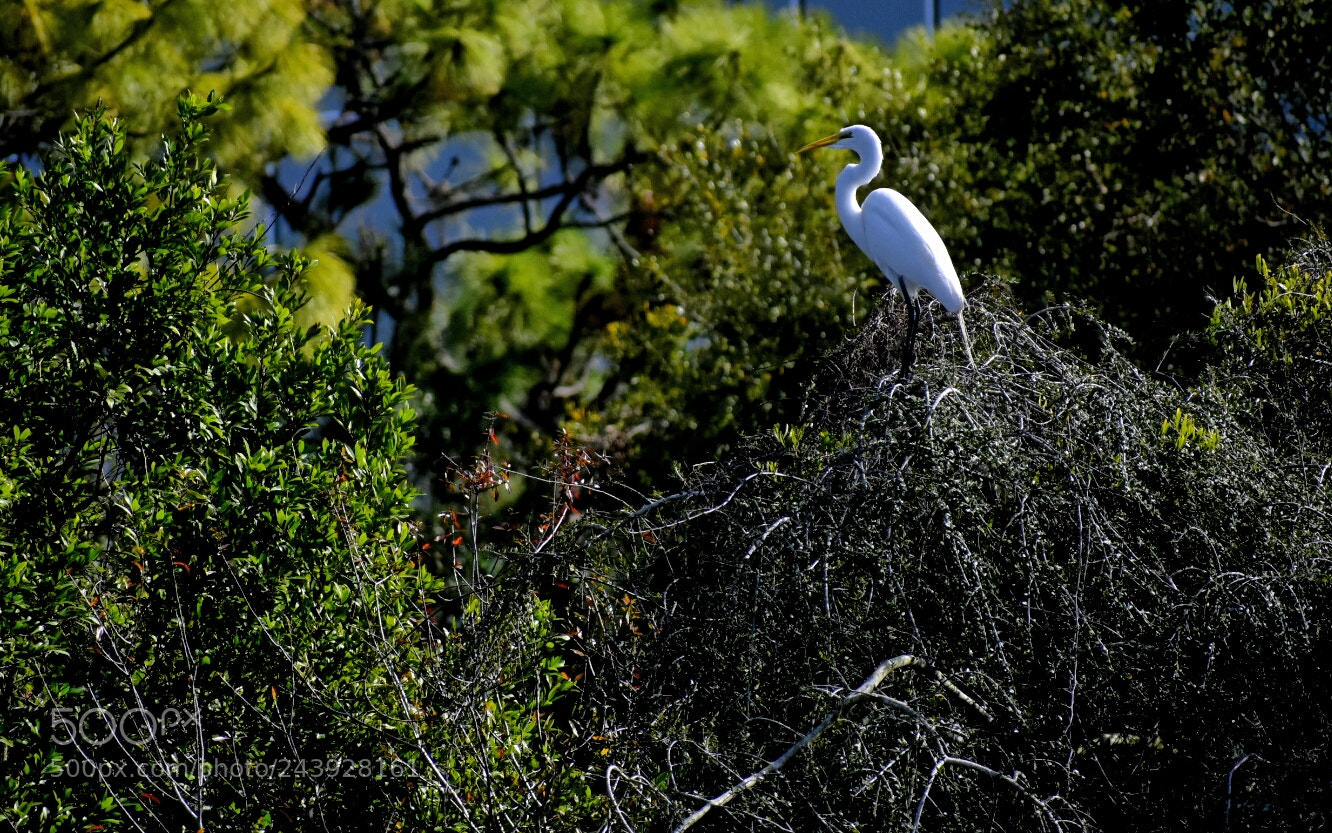 Nikon D3400 sample photo. Untitled photography