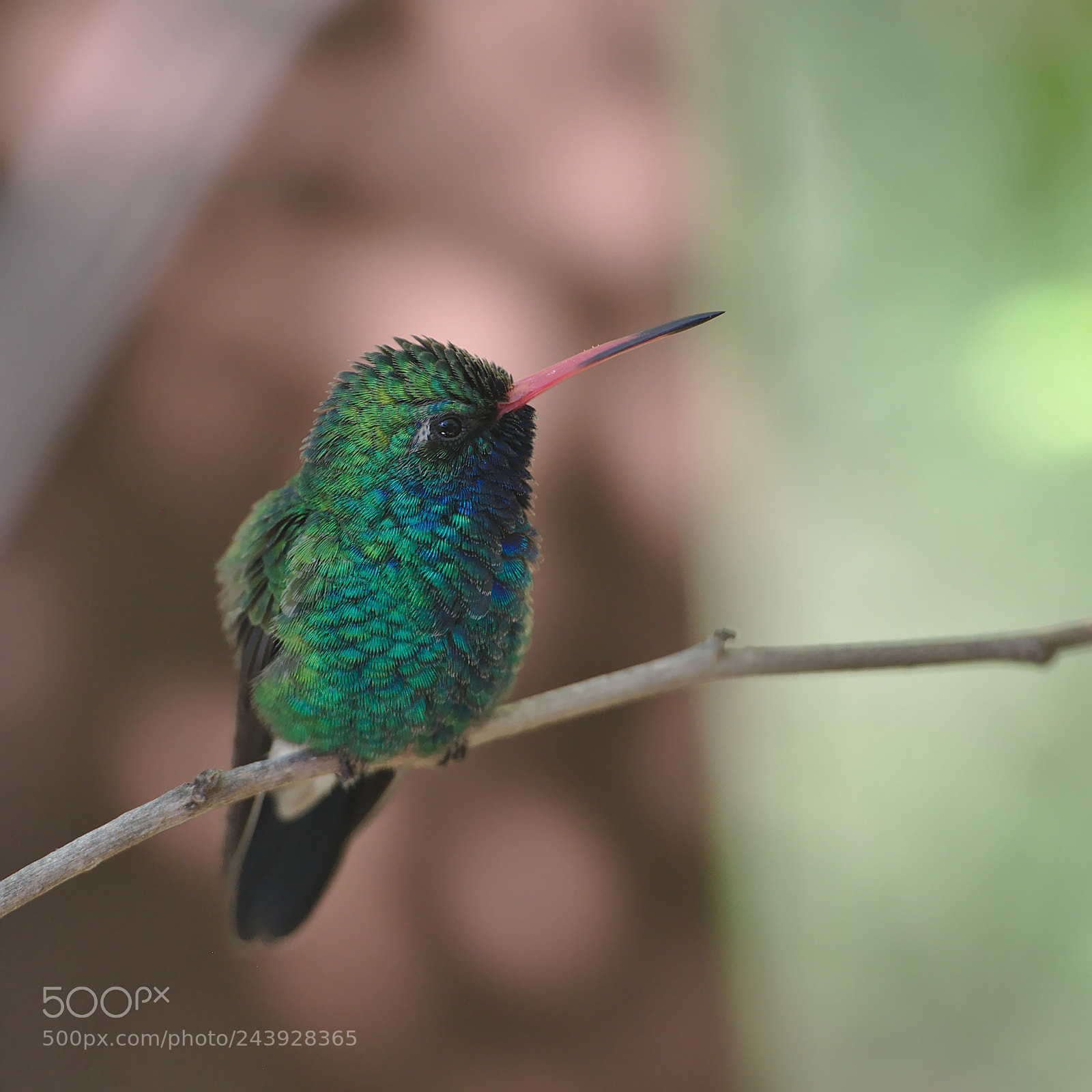Nikon D700 sample photo. Hummingbird on a branch photography