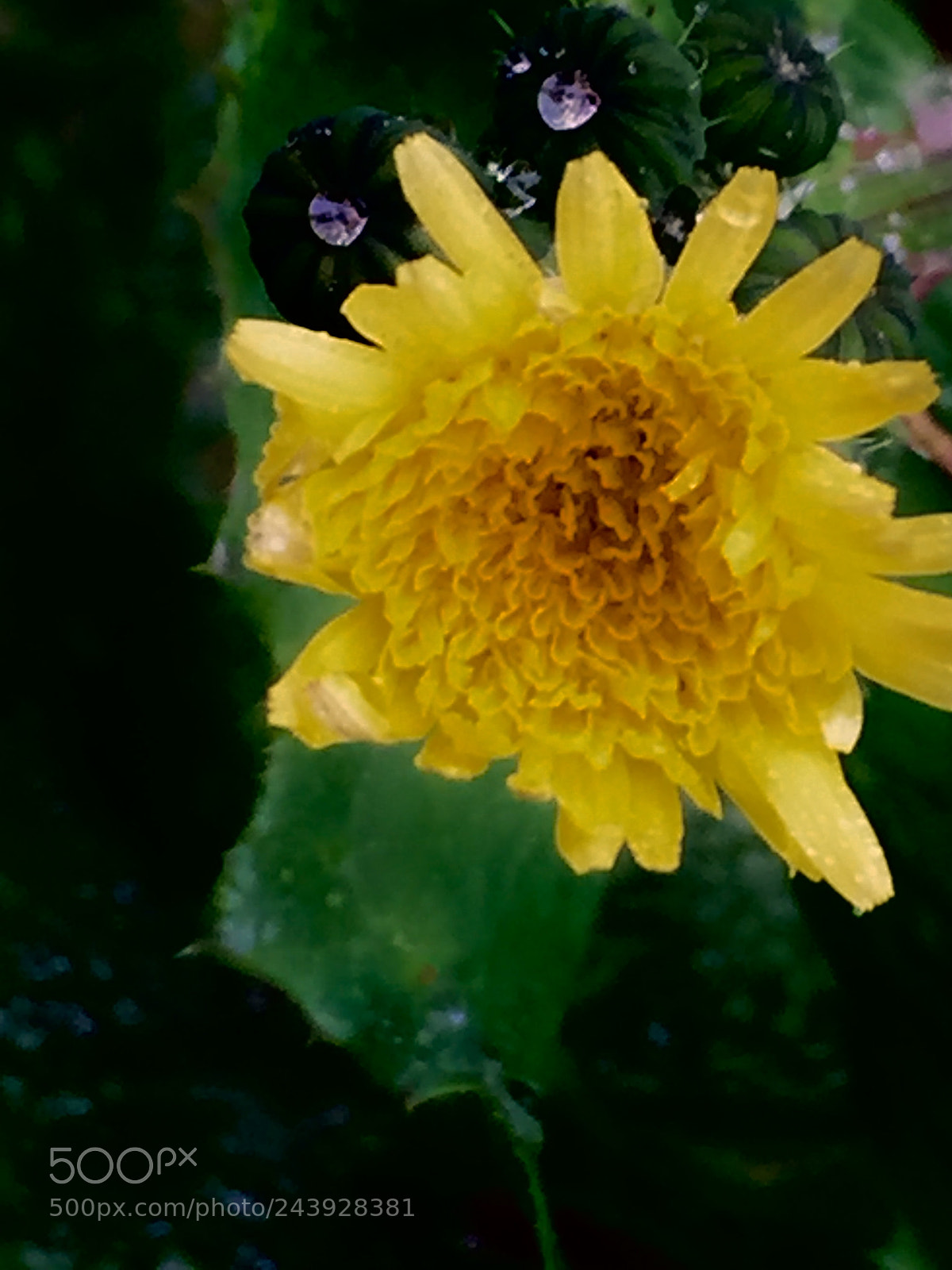 Apple iPhone 6 sample photo. Water drops and yellow photography
