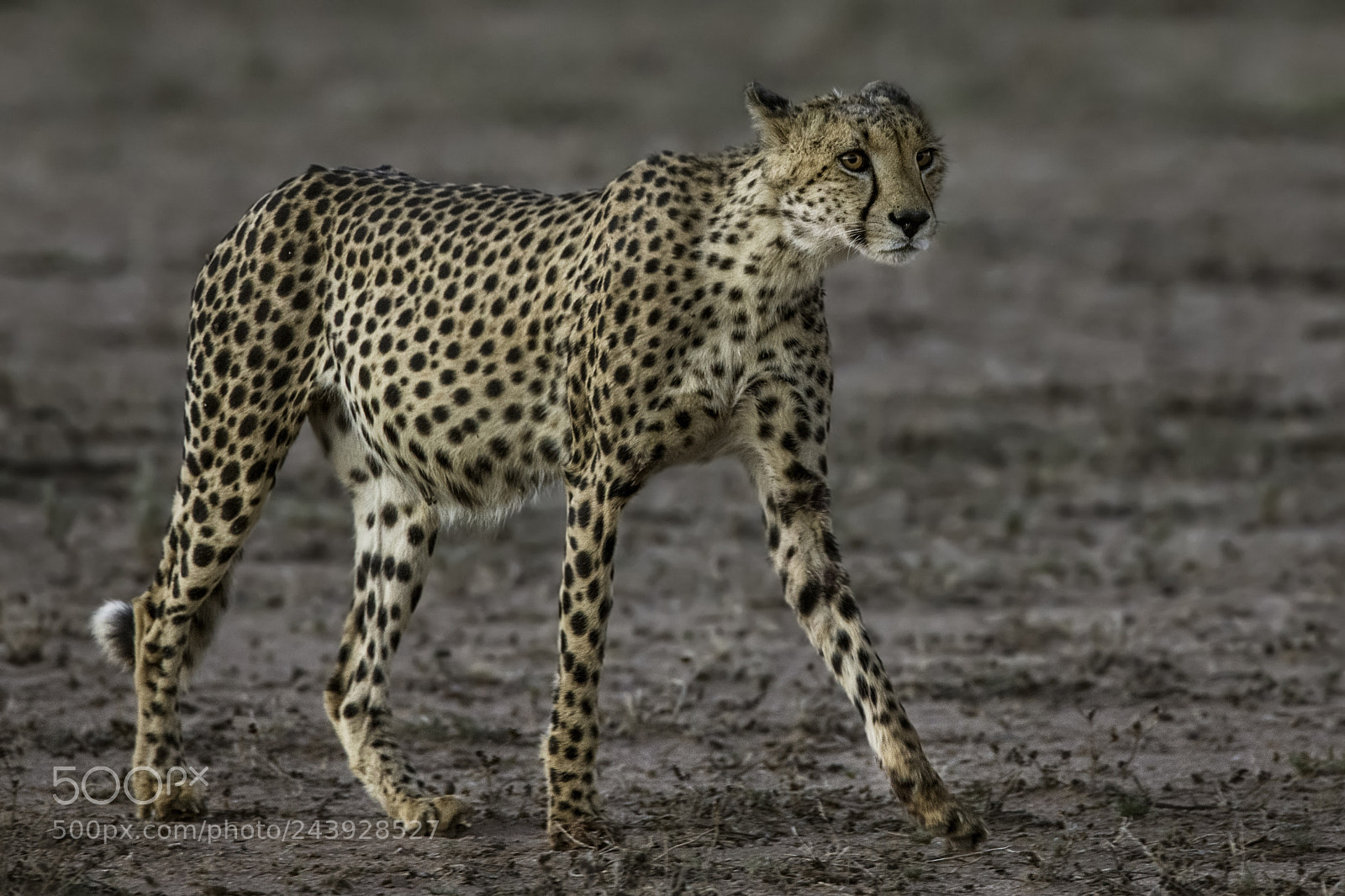 Canon EOS-1D X sample photo. Cheetah on the move photography