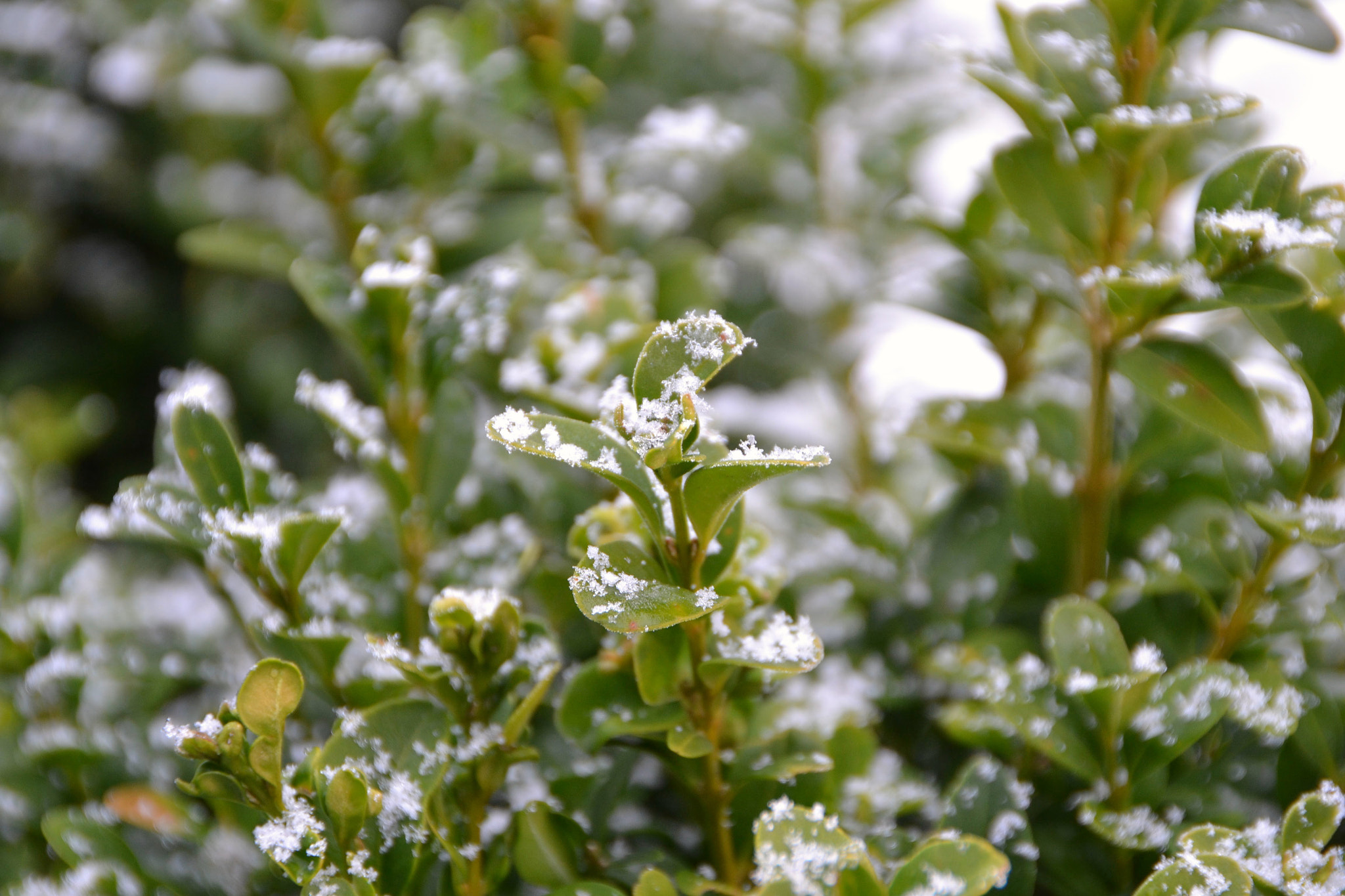 Nikon D3100 + Sigma 18-250mm F3.5-6.3 DC OS HSM sample photo. Boxwood winter photography