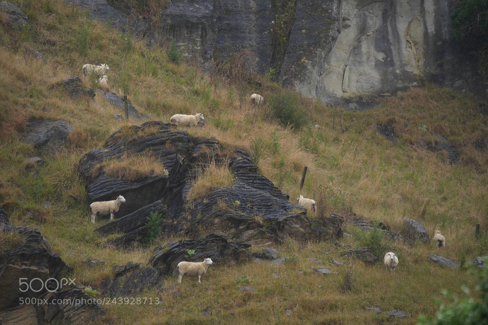 Panasonic Lumix DMC-GH3 sample photo. Sheep and rock's photography