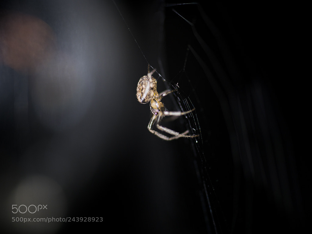 Nikon D850 sample photo. Spider at night-time photography