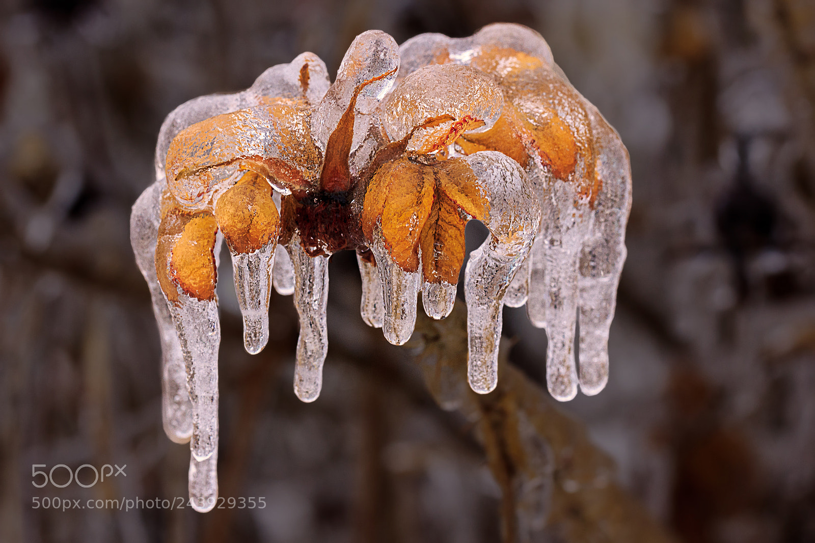 Canon EOS 60D sample photo. Frozen photography