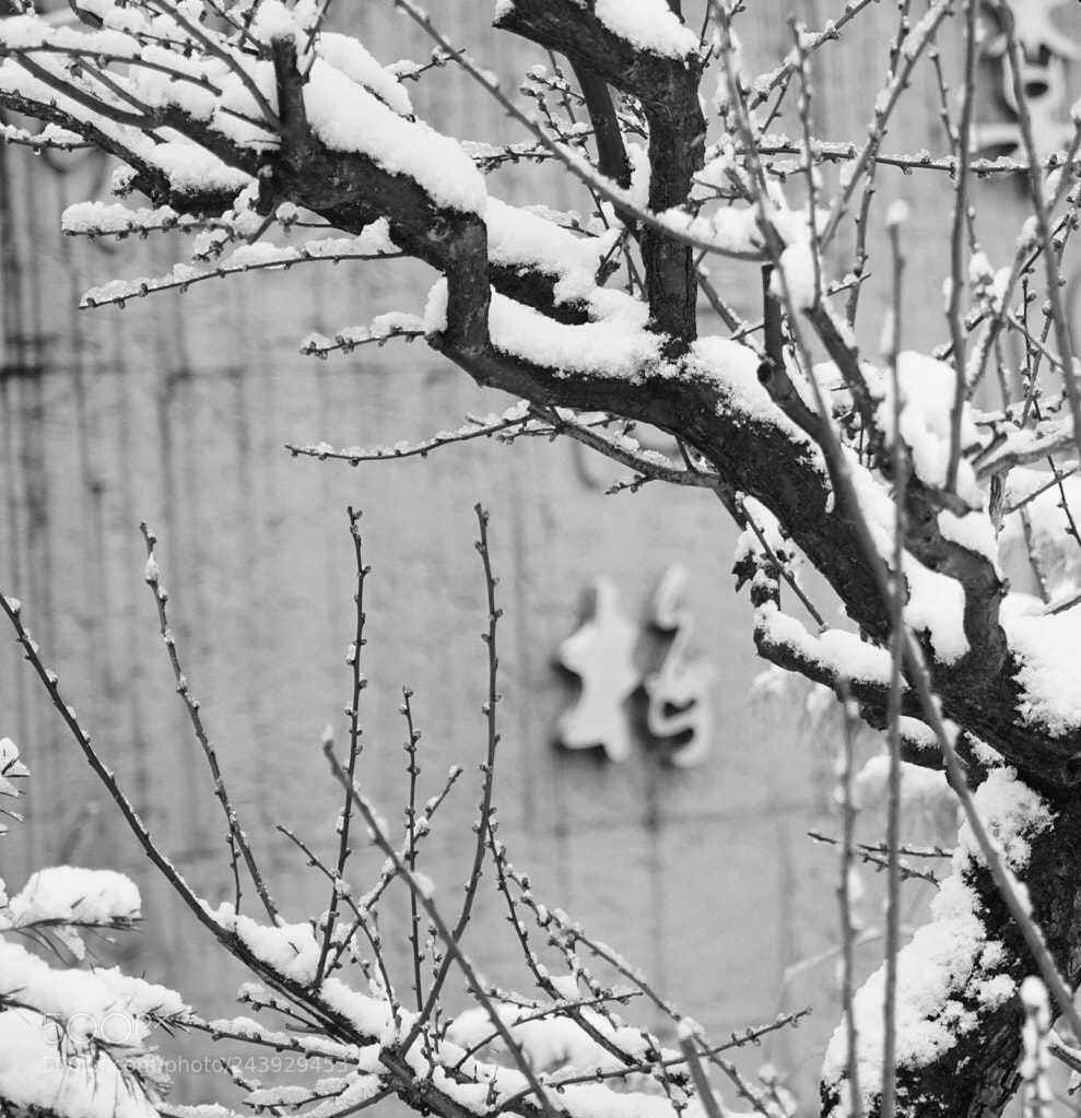 Sony a7 sample photo. 踏雪寻梅 photography
