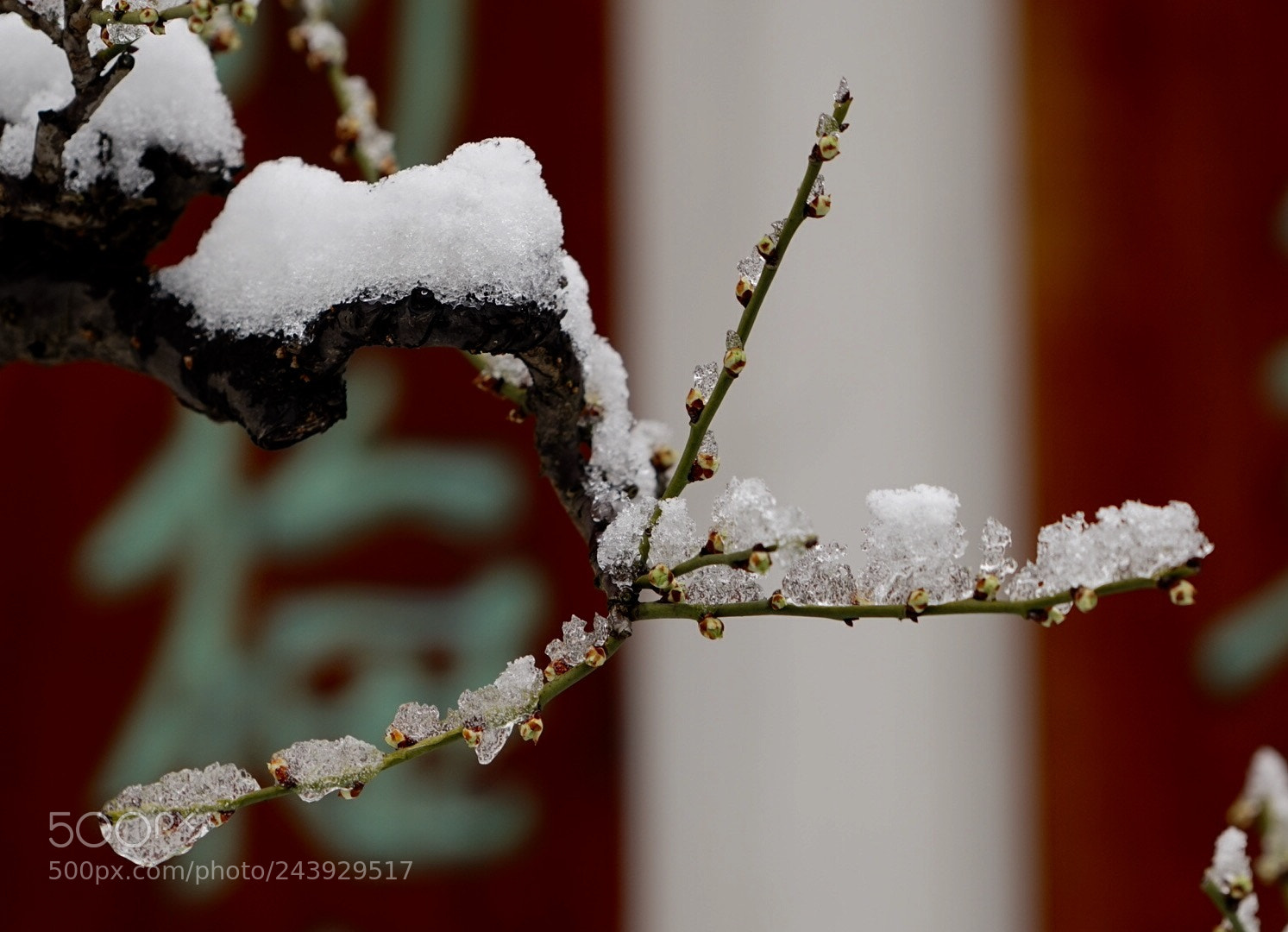 Sony a7 sample photo. 梅花香自苦寒来 photography