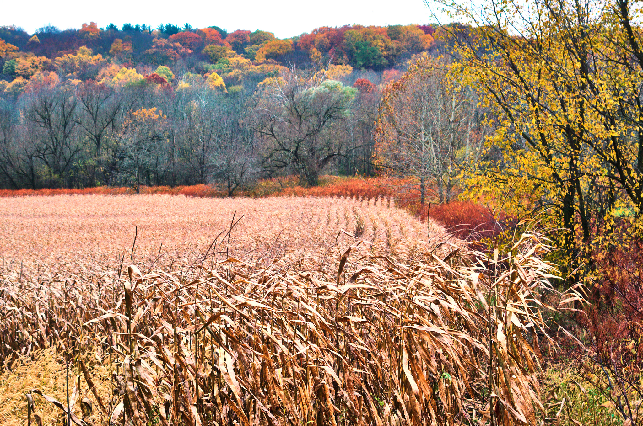 Sigma 28-105mm F2.8-4 Aspherical sample photo. Late autumn colors photography