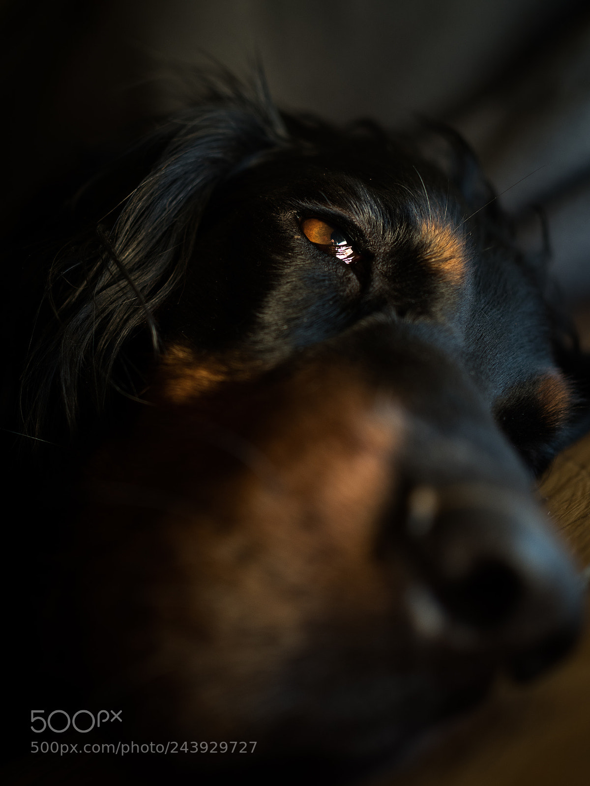 Olympus OM-D E-M5 II sample photo. My dog photography