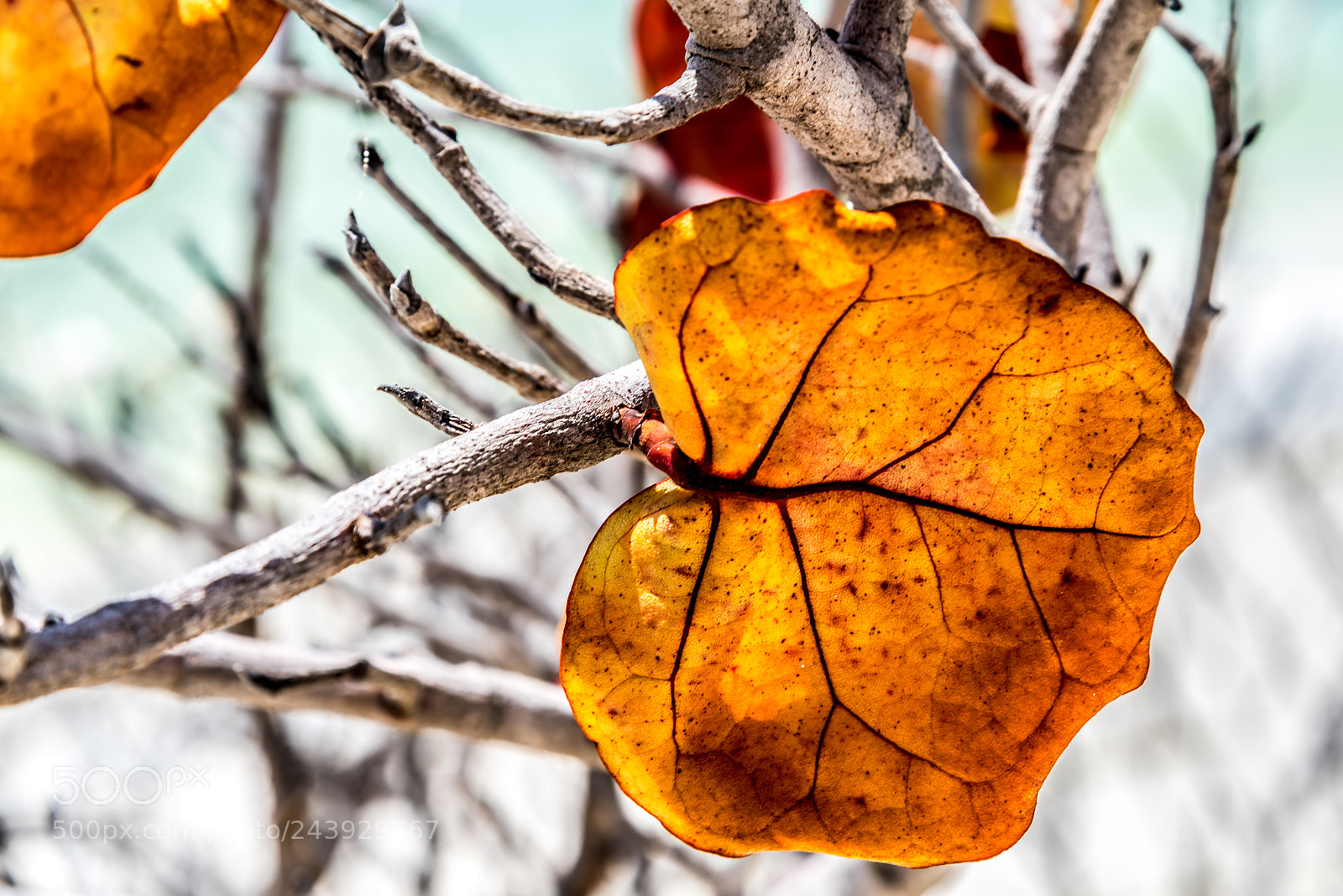Nikon D810 sample photo. Orange leaf photography