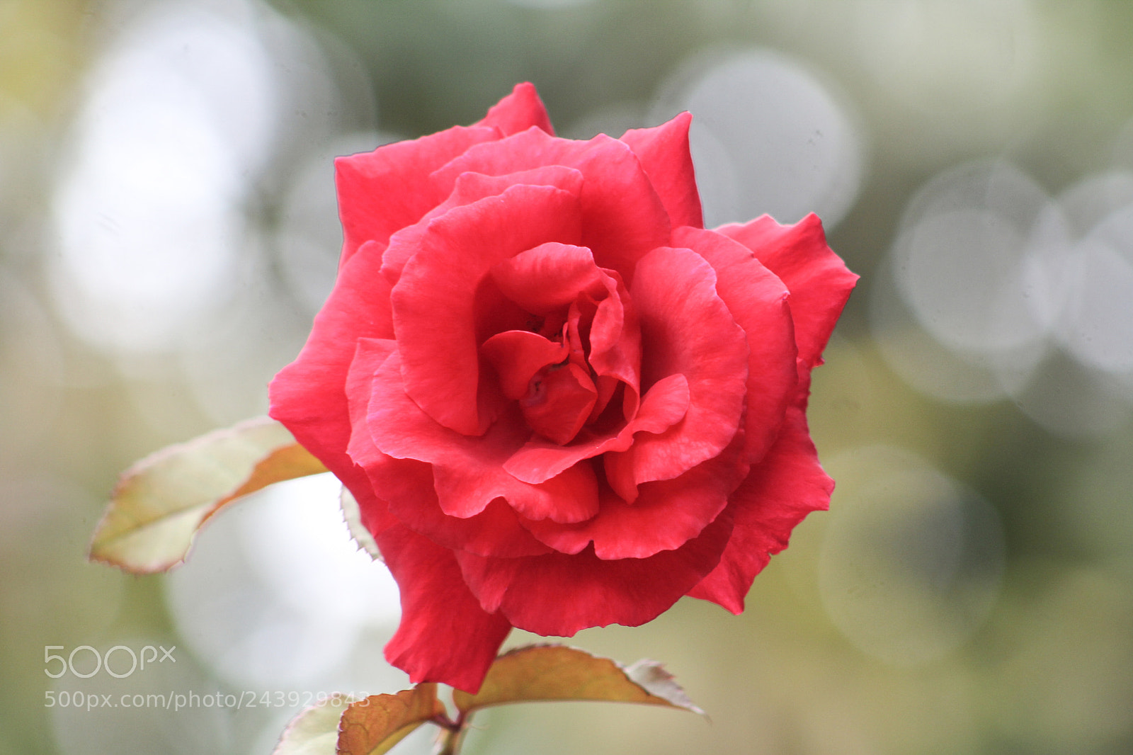 Canon EOS 1200D (EOS Rebel T5 / EOS Kiss X70 / EOS Hi) sample photo. Una rosa - flower photography