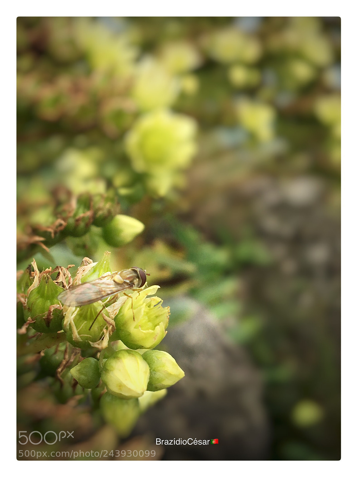 Apple iPhone 6s sample photo. Untitled photography
