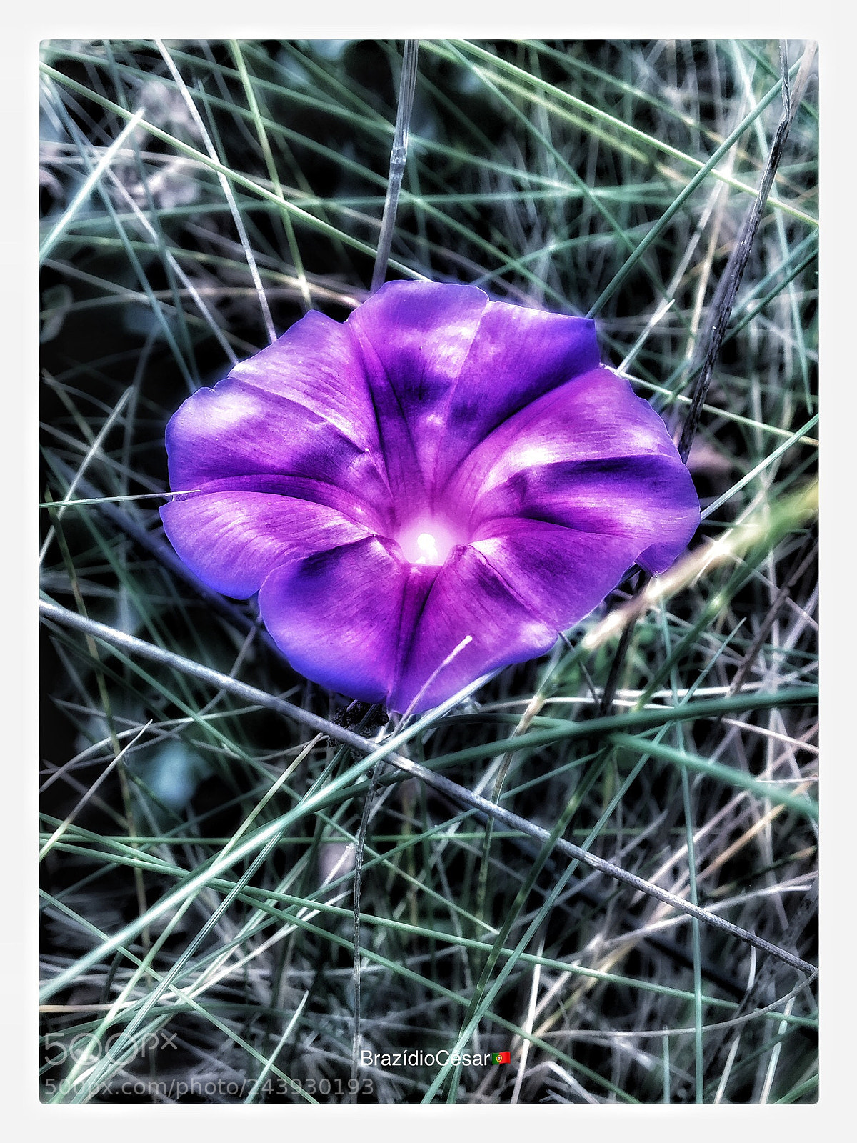 Apple iPhone 6s sample photo. Untitled photography