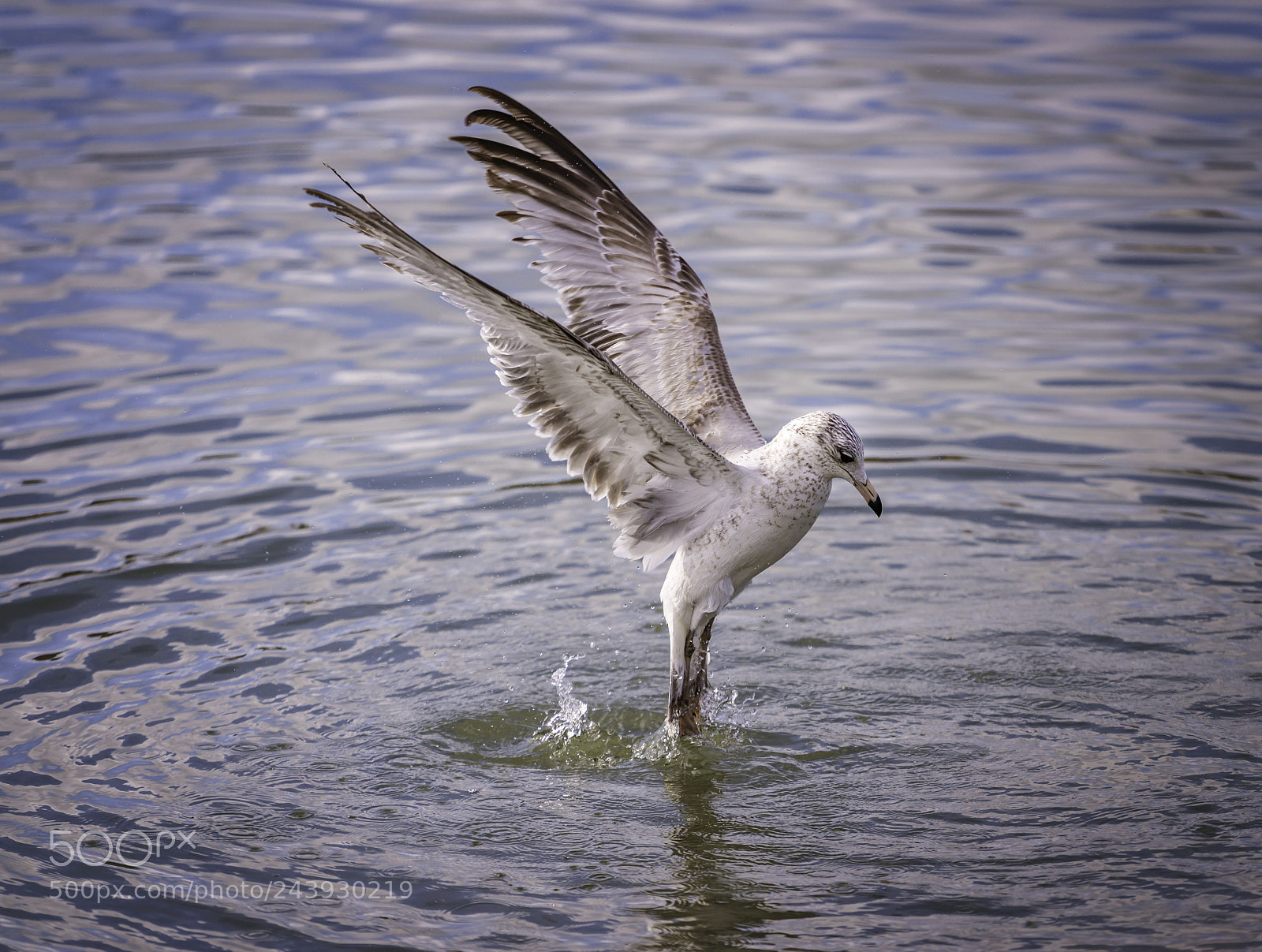 Sony a7R II sample photo. Dancing on water photography