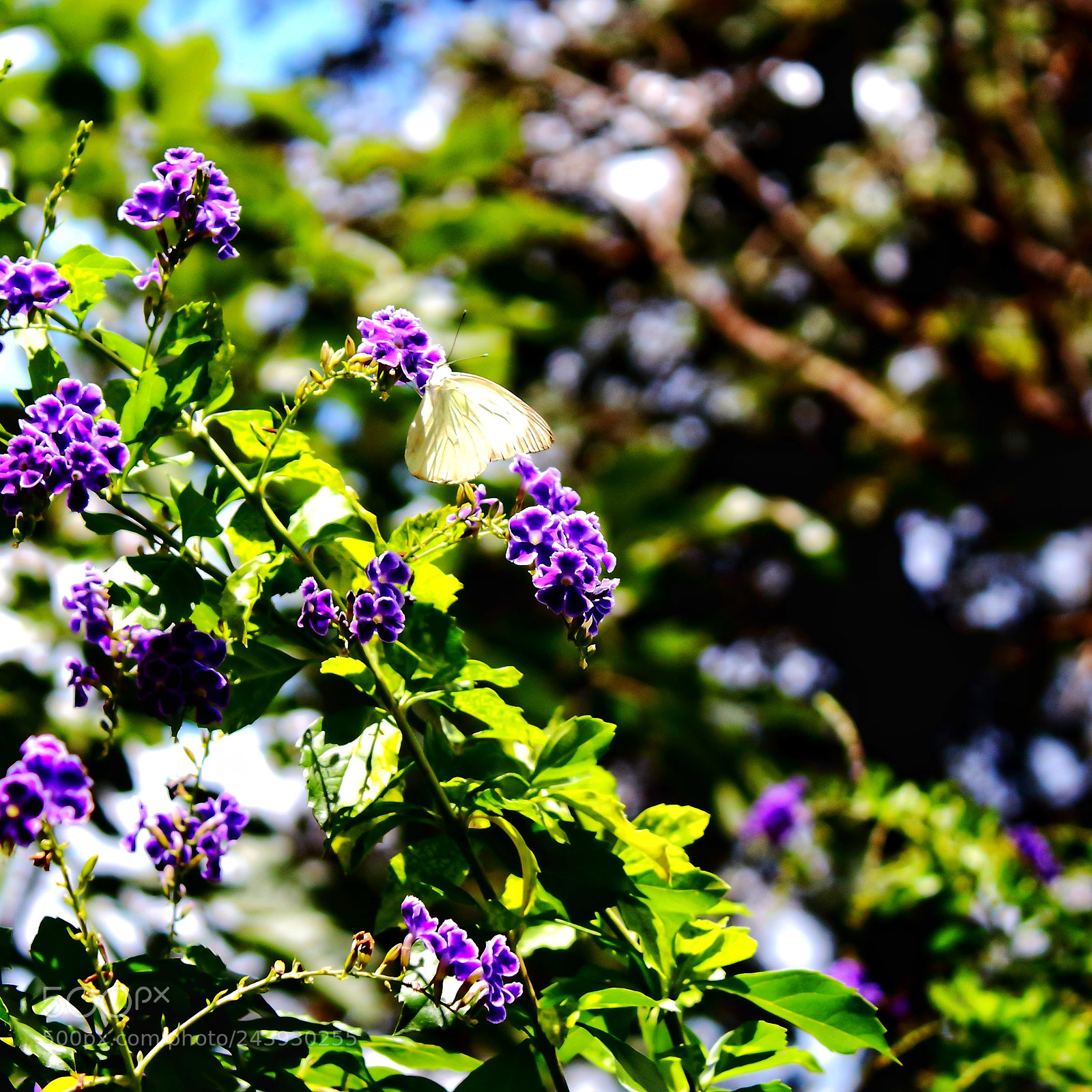 Canon EOS 1200D (EOS Rebel T5 / EOS Kiss X70 / EOS Hi) sample photo. Detalhes photography