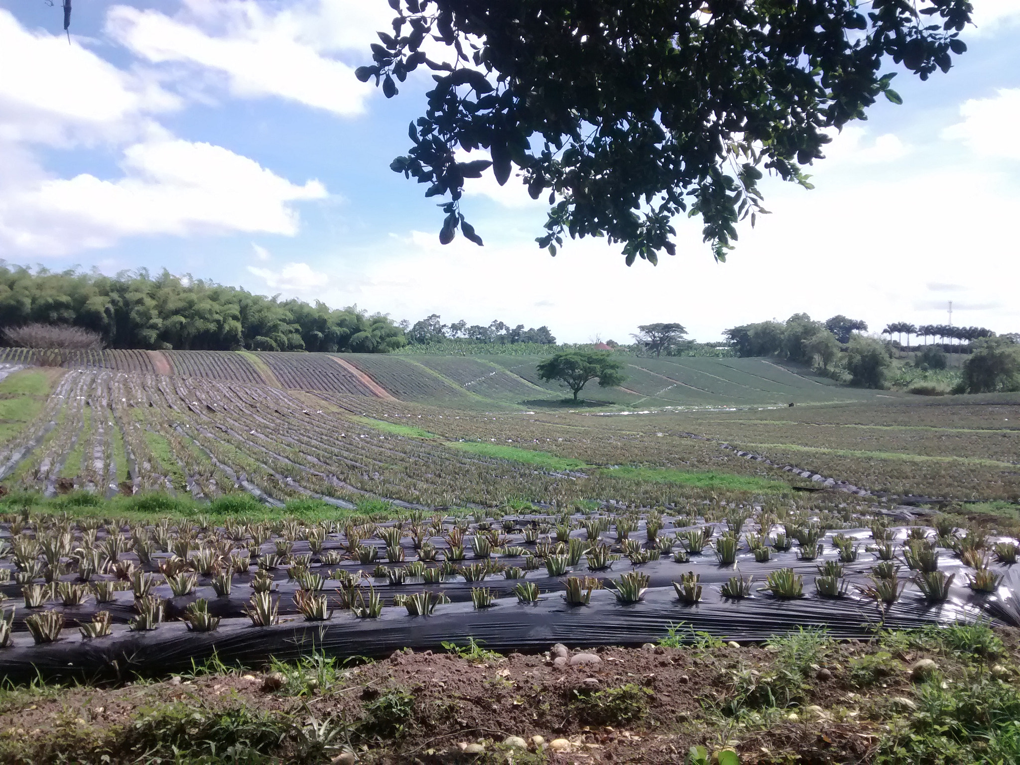 Motorola XT1032 sample photo. Pineapple plantation photography