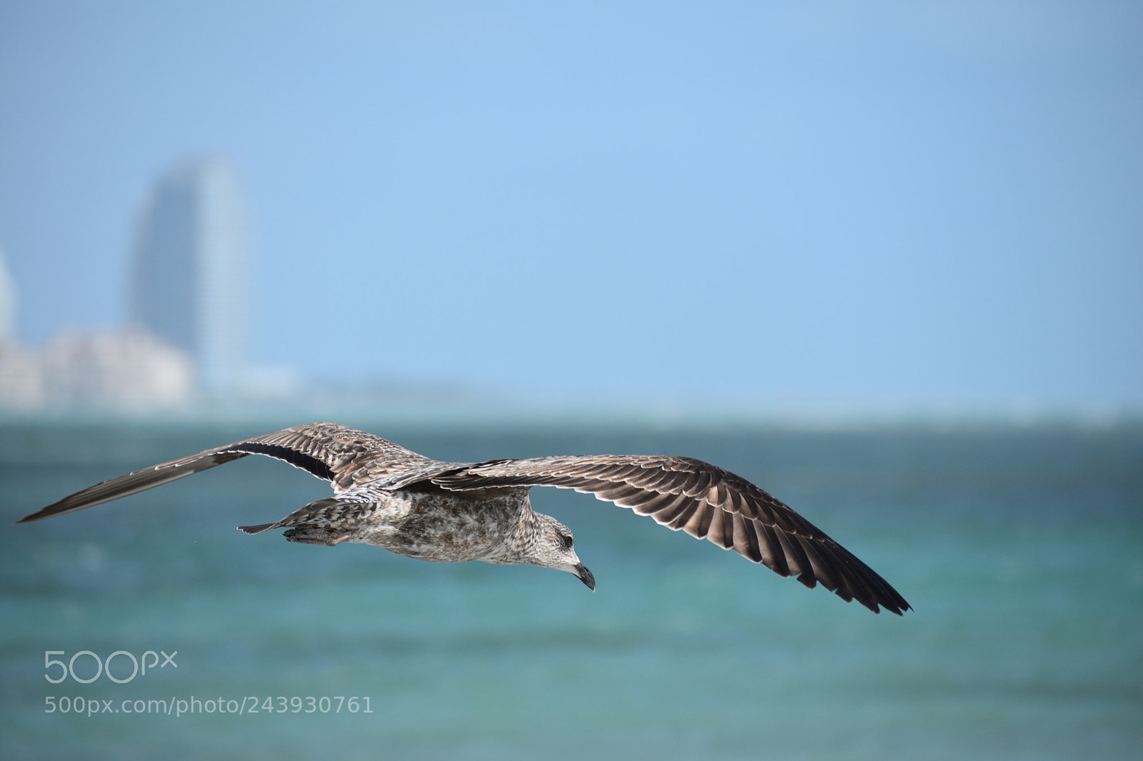 Nikon D3400 sample photo. Gliding photography
