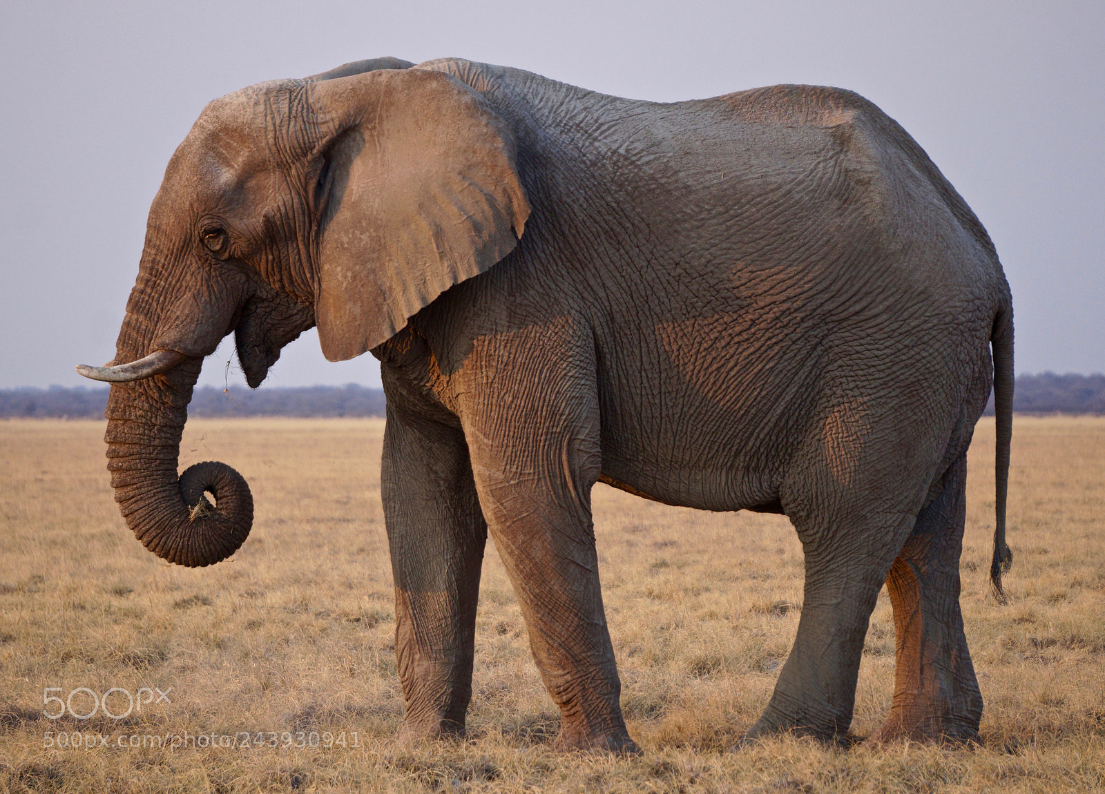 Sony Alpha a5000 (ILCE 5000) sample photo. Elephant at etosha national photography