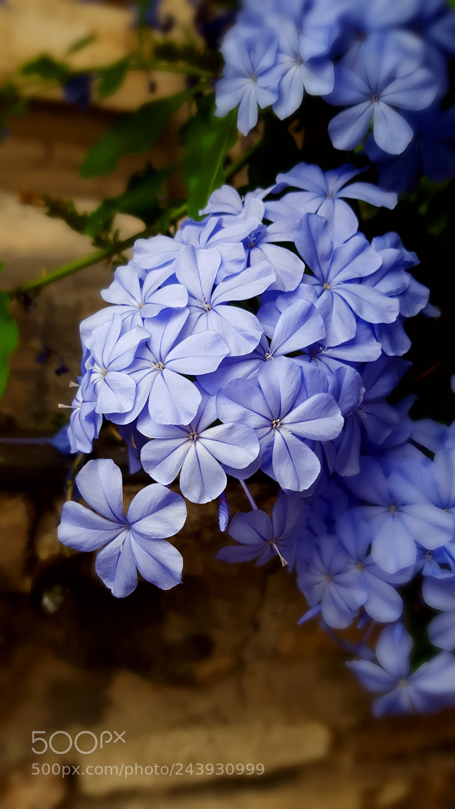 Samsung GALAXY S6 edge sample photo. Lilac flowers photography
