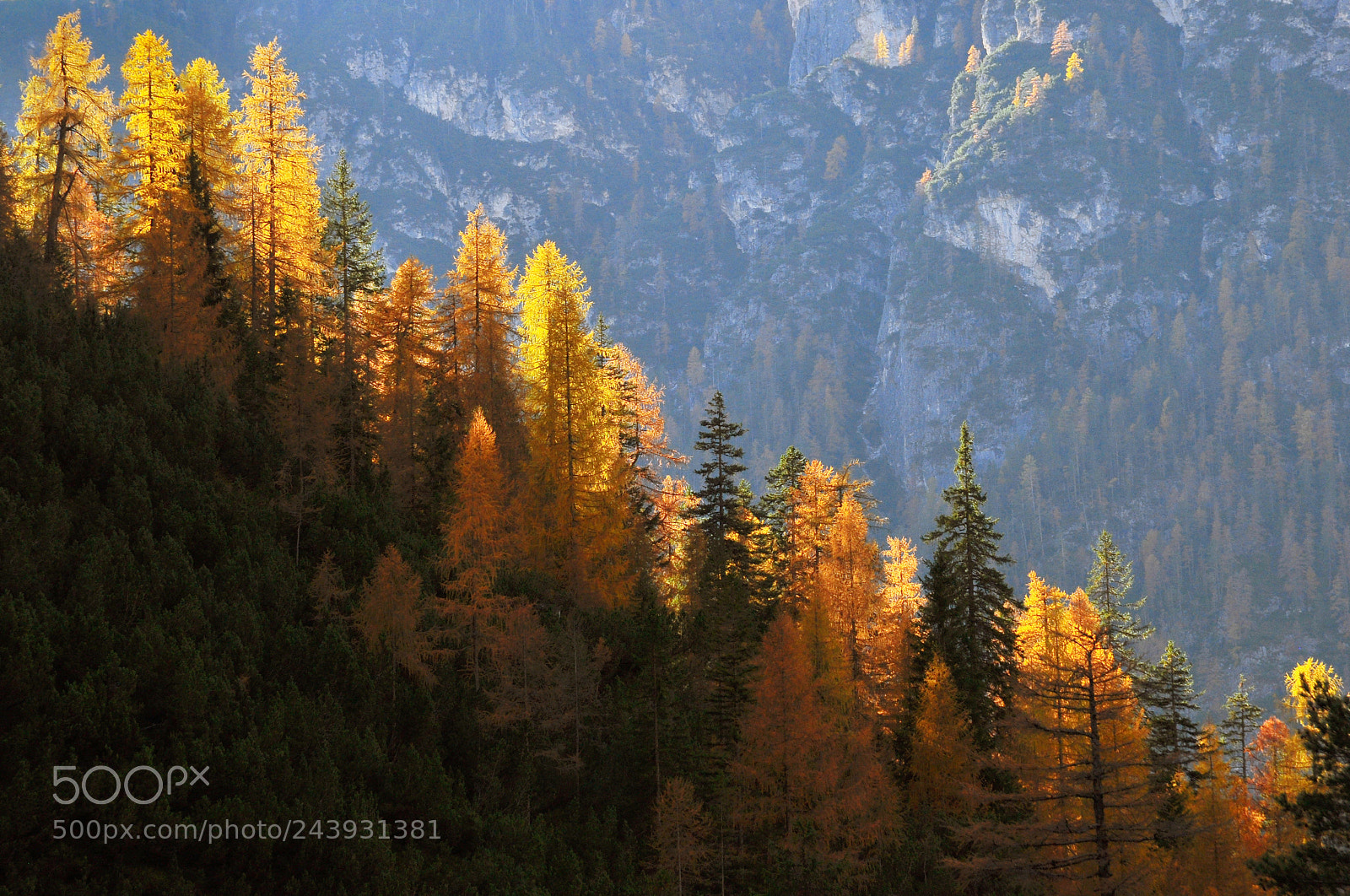 Nikon D90 sample photo. Autumn fire photography