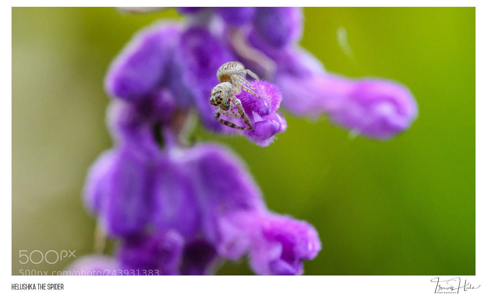 Nikon D610 sample photo. Helushka the spider photography